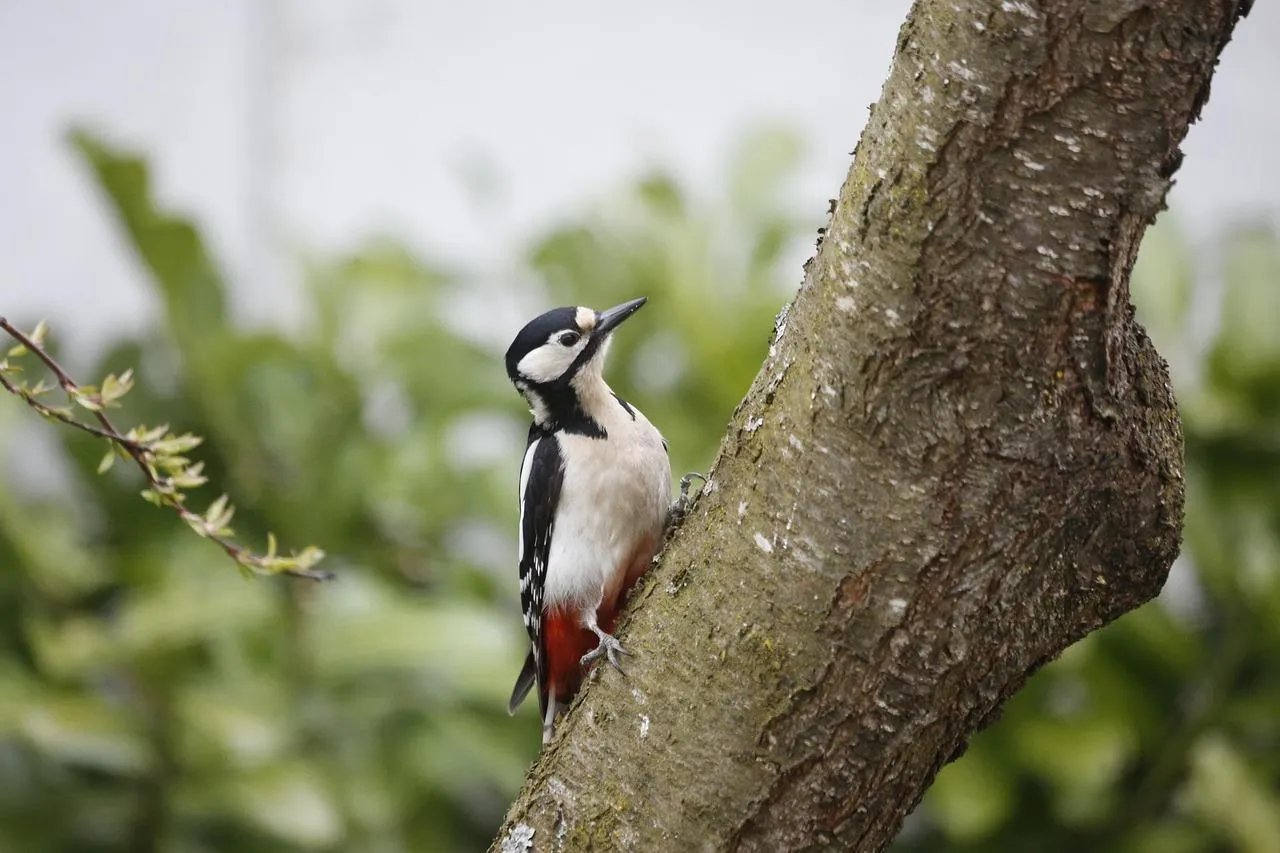 Woodpecker Bird Pecking Tree in Woodland Wallpaper