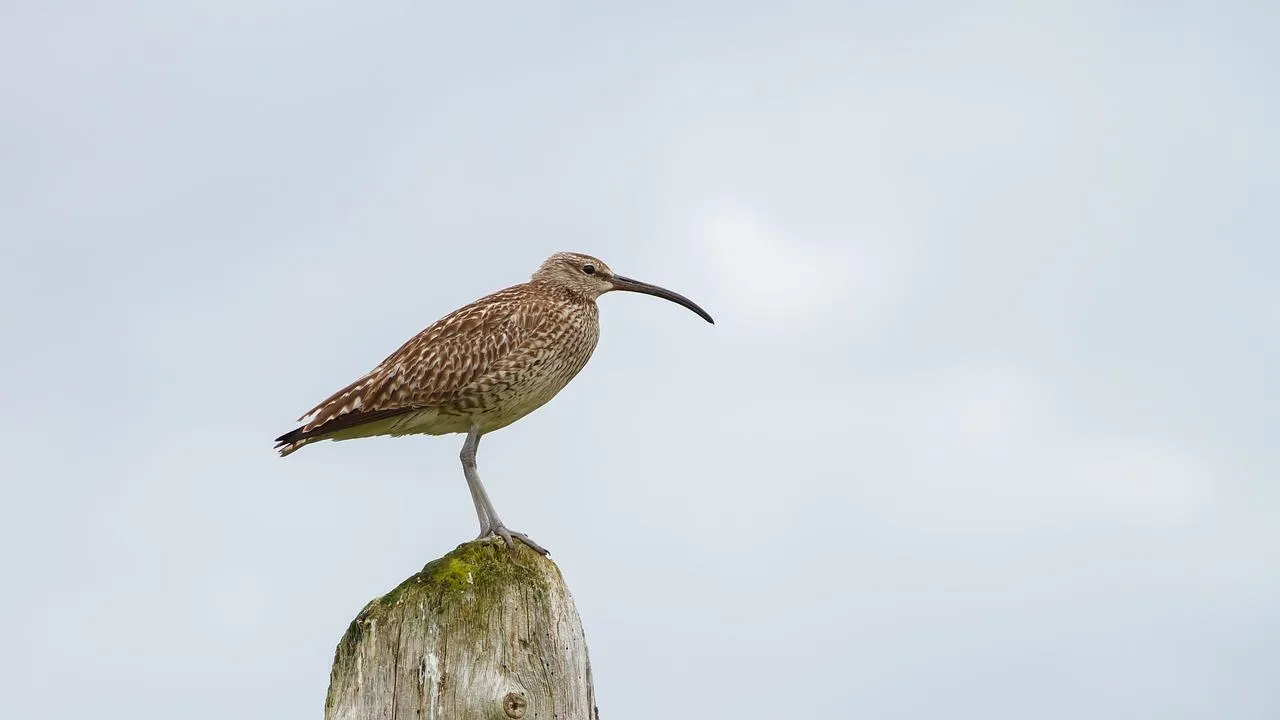 Wren bird standing on grass with a blurred green background