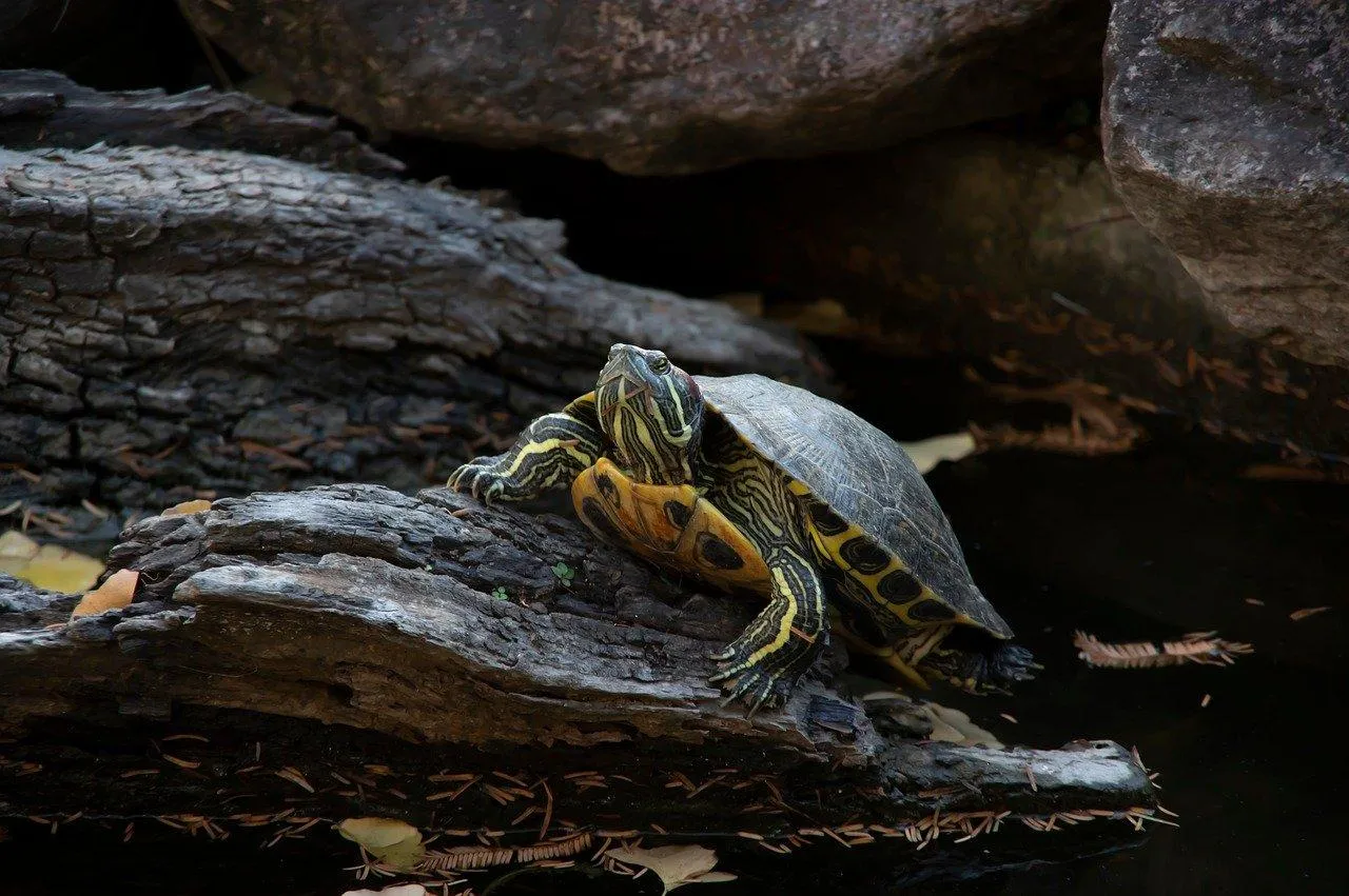 Yellow Bellied Slider Turtle Resting on a Log Wallpaper