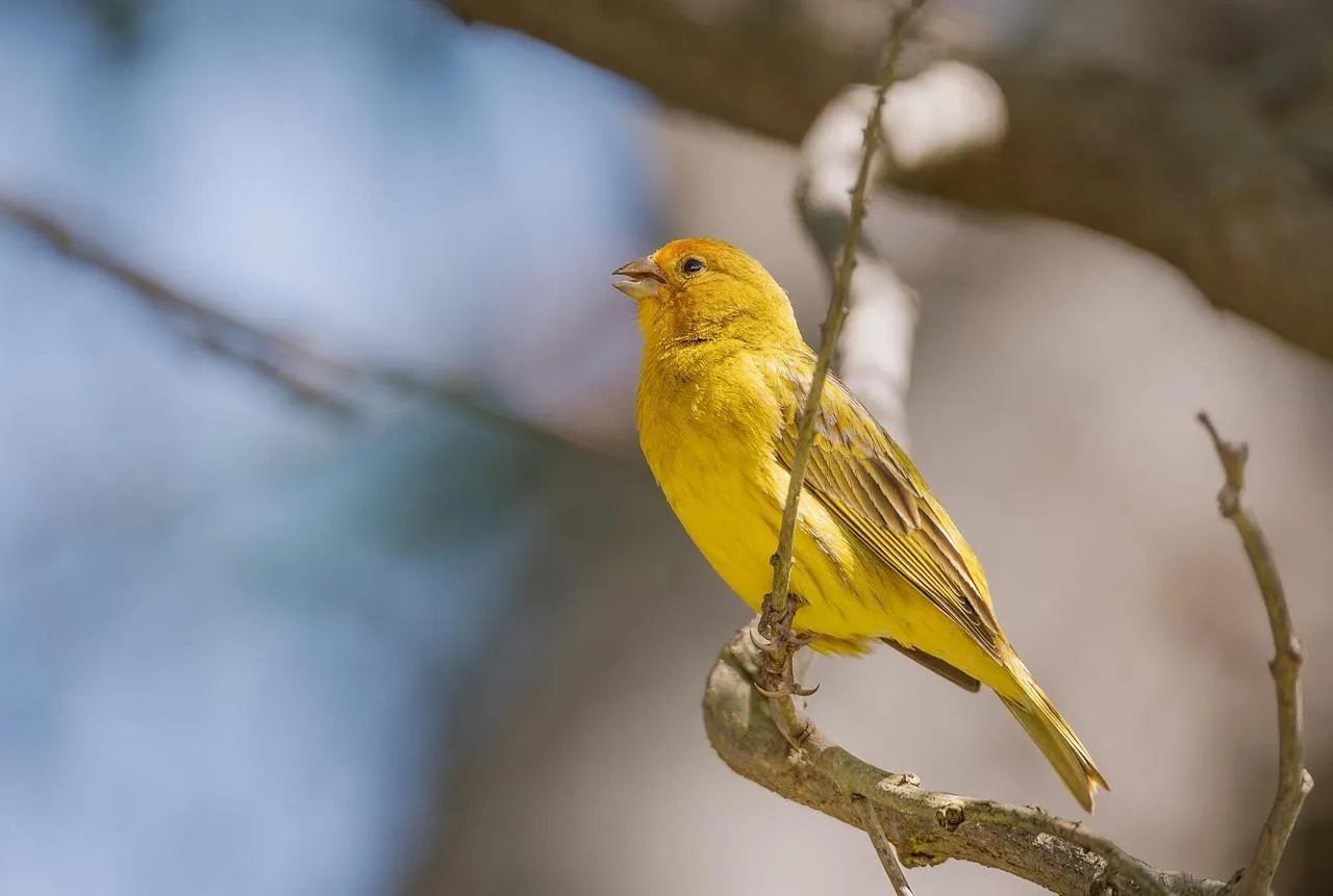 Yellow Bird Perched Gracefully on a Small Branch Wallpaper