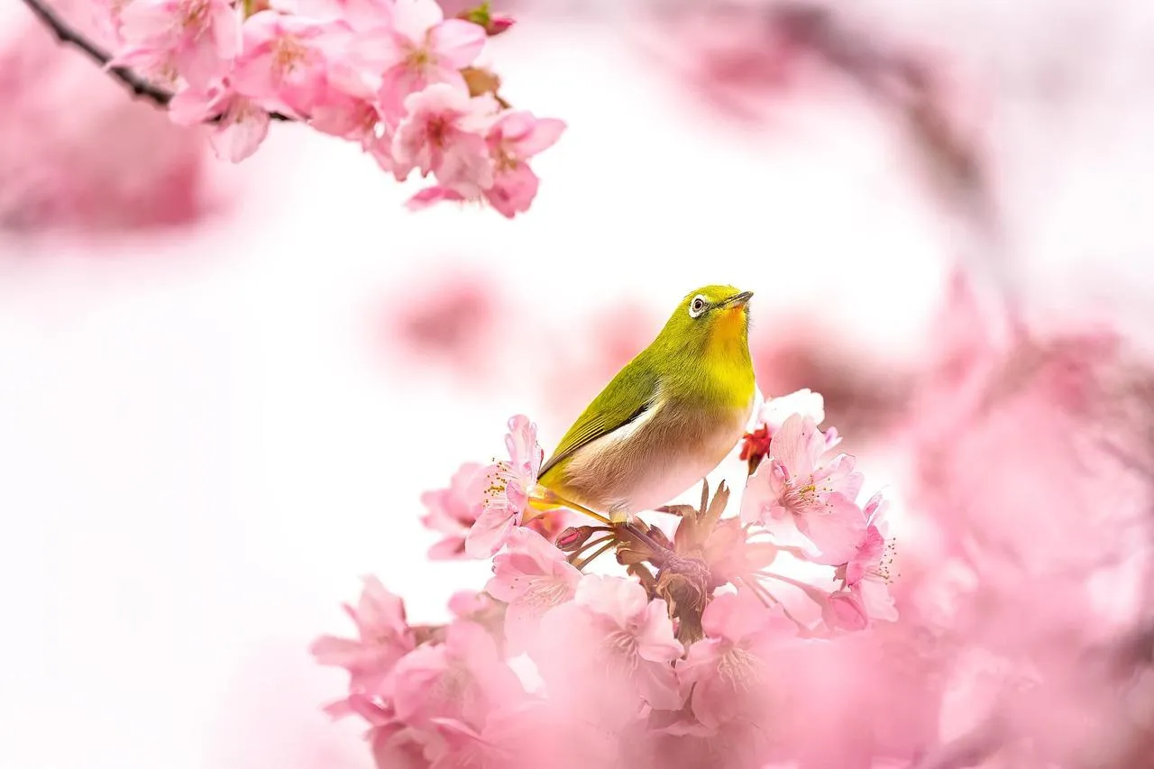 Yellow Bird Perched on Pink Cherry Blossom Tree Wallpaper