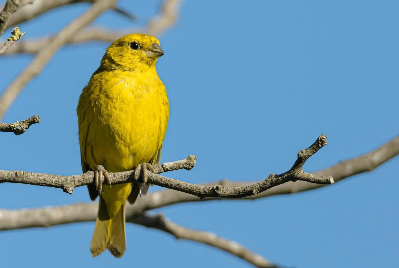 Yellow Bird Sitting on Branch in Forest free Wallpaper