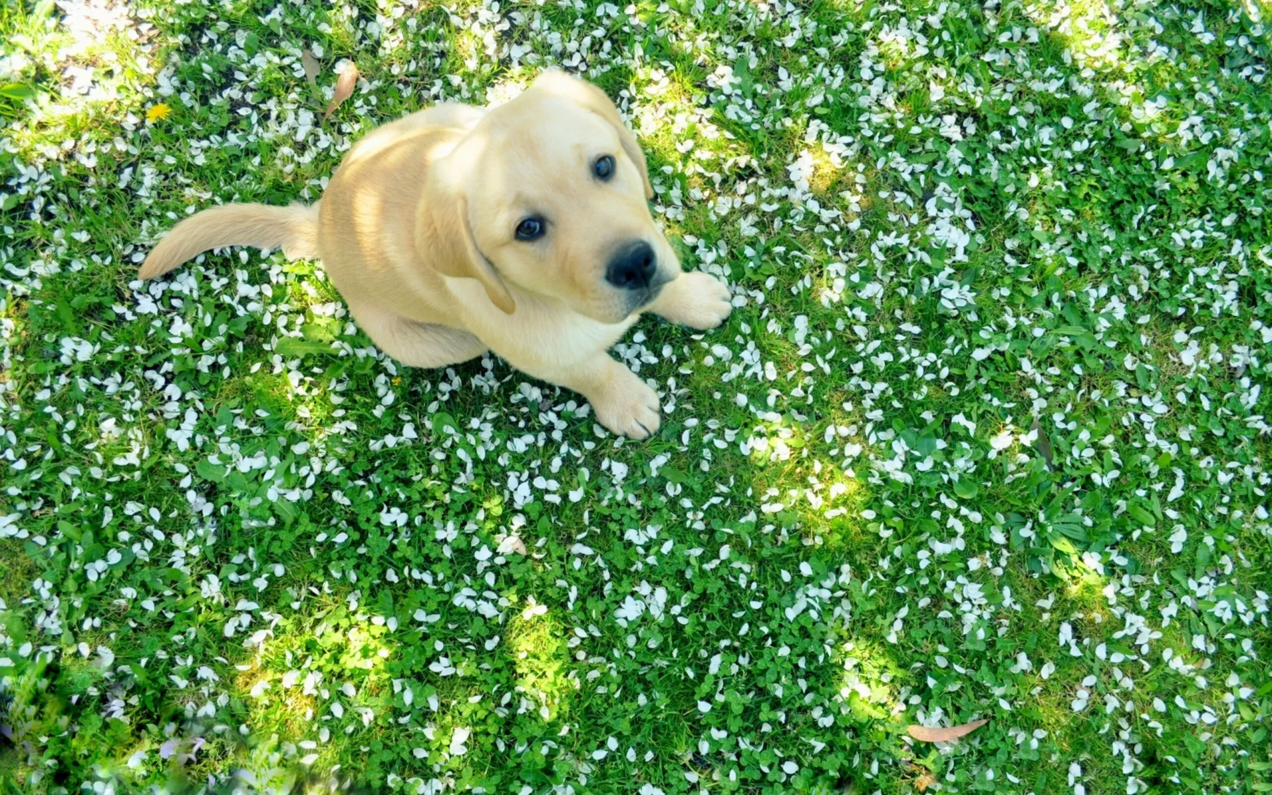 Yellow Labrador Puppy Sitting in a Beautiful Grass Field