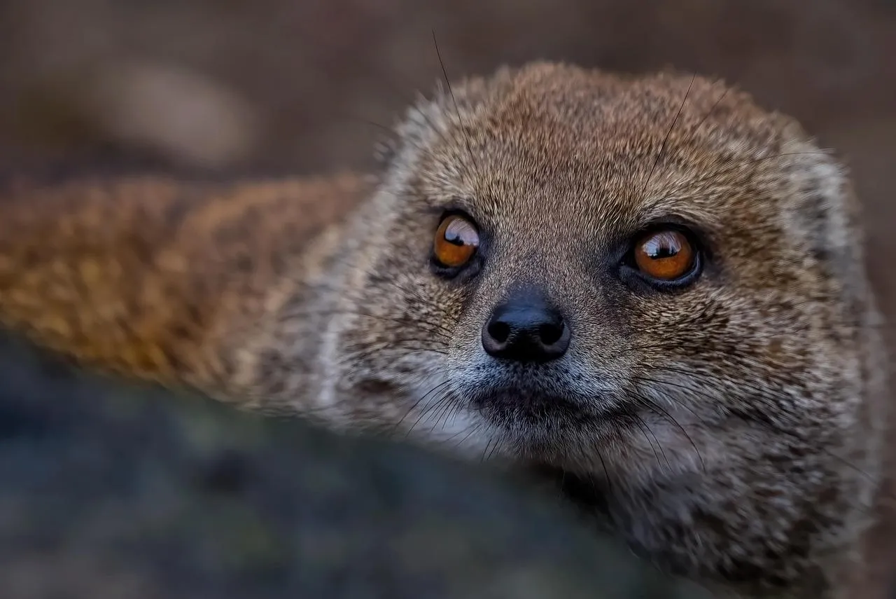 Yellow Mongoose Looking Curiously at Camera Wallpaper