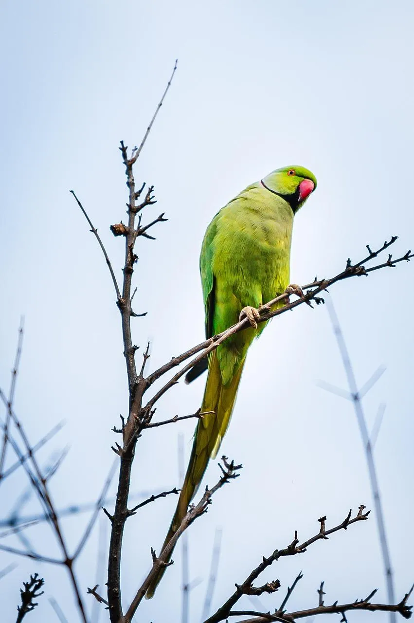 Yellow Parakeet Bird Perched on Branch in Clear Sky