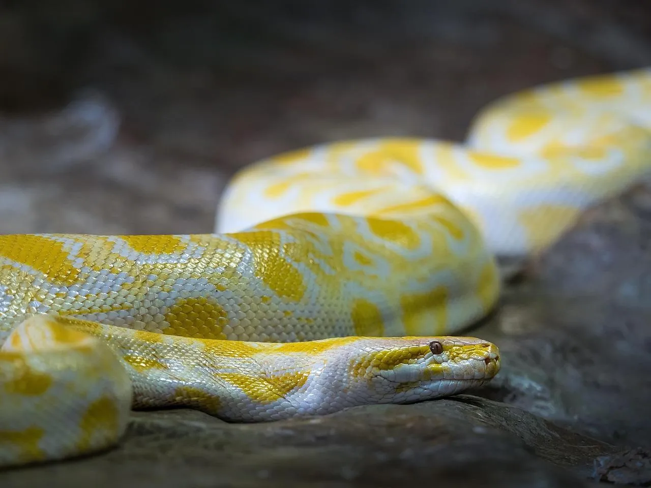 Yellow Python Snake Coiled on Forest Floor Wallpaper