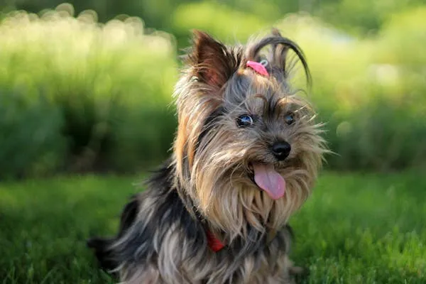 Yorkie Puppy Sitting on Green Lawn with Tongue Sticking Out