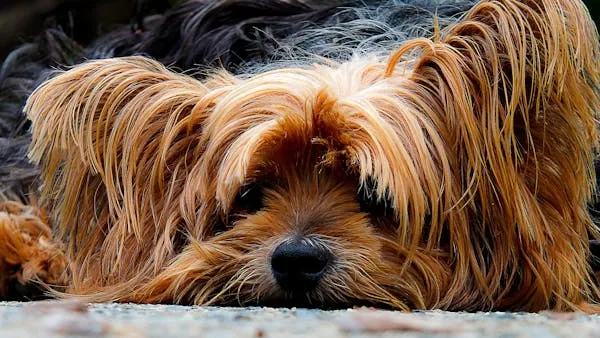 Yorkshire Terrier Dog Lying Down with Long Fur Free Hd