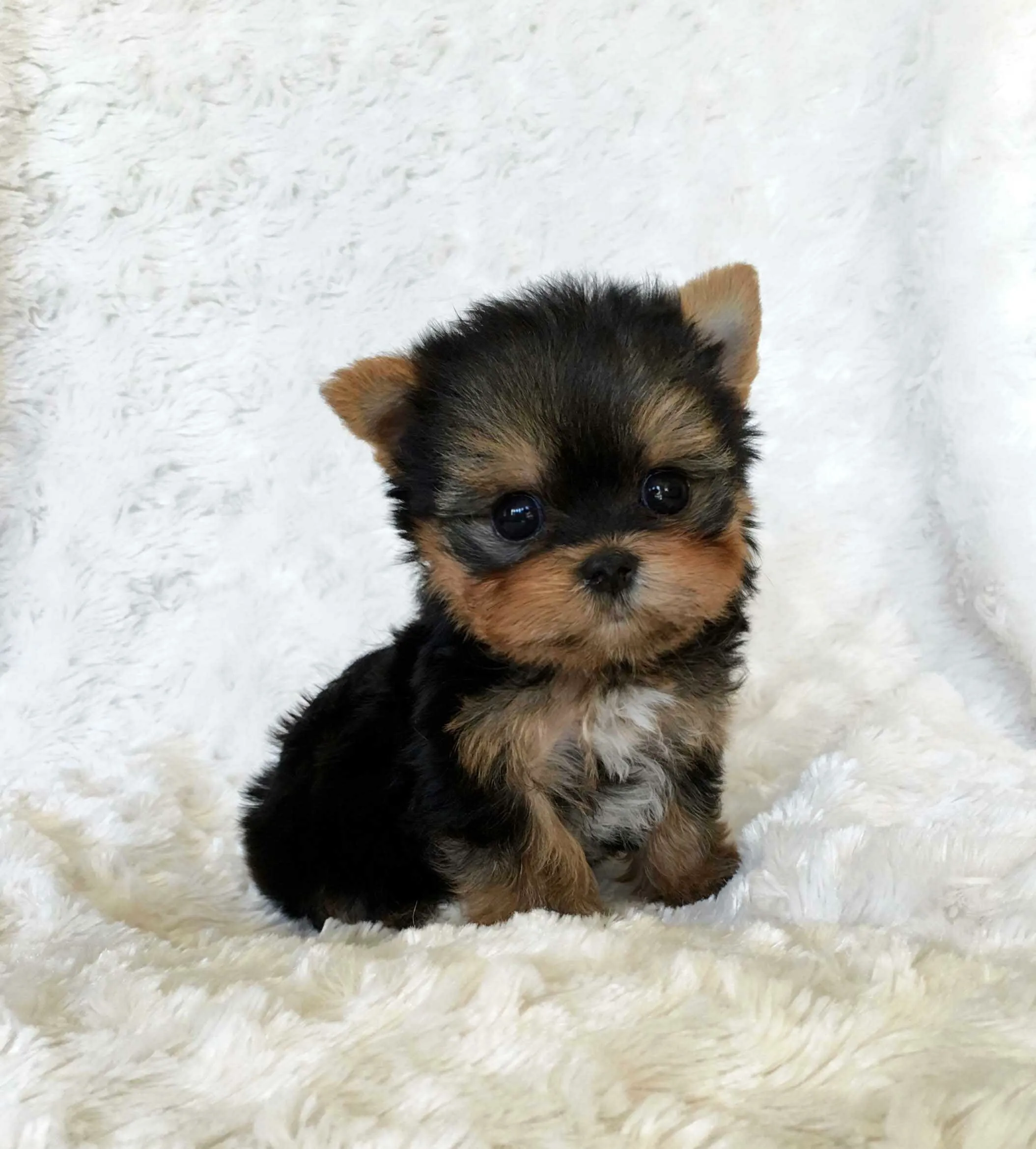 Yorkshire Terrier Puppy Posing on a White Fluffy Blanket