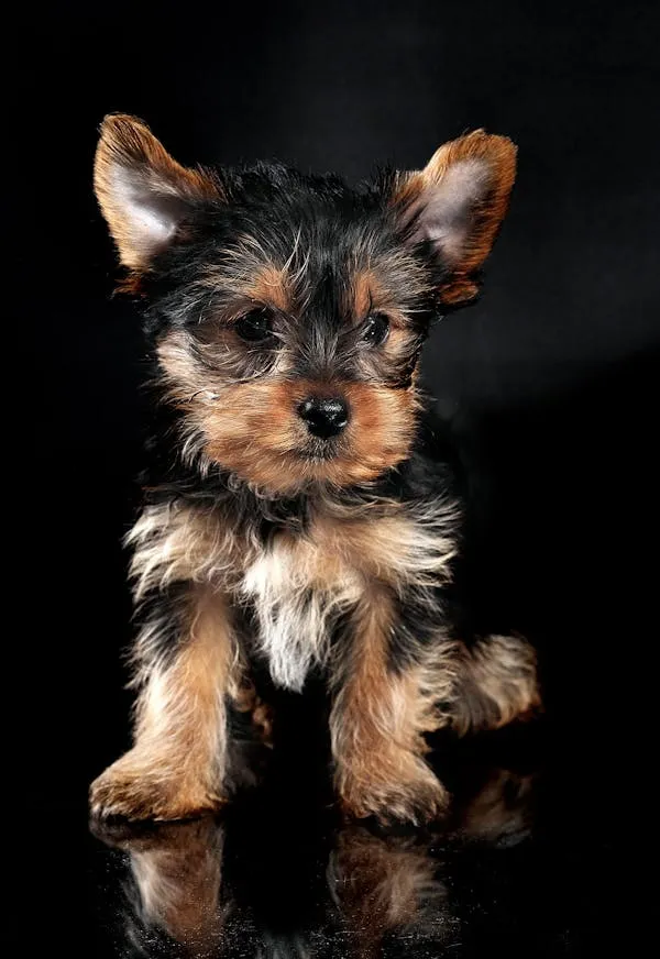 Yorkshire Terrier Puppy Sitting on Reflective Black Surface
