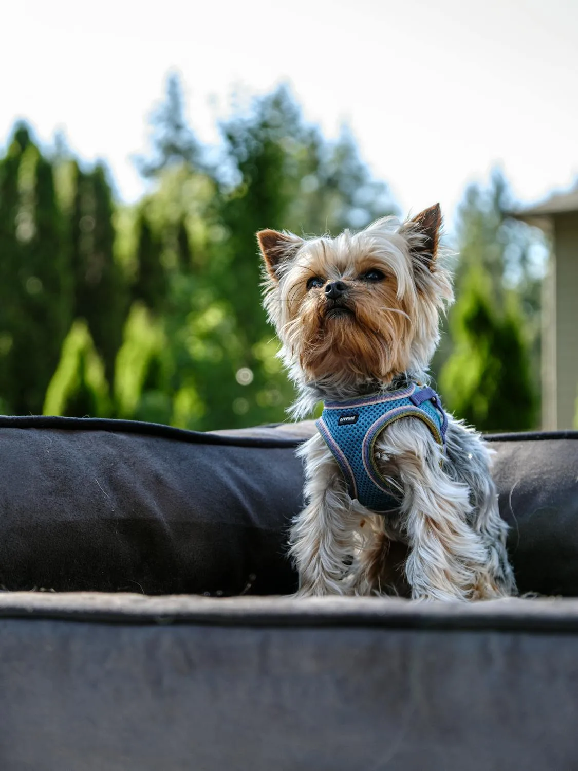 Yorkshire Terrier Sitting on Sofa Wearing a Blue Dress