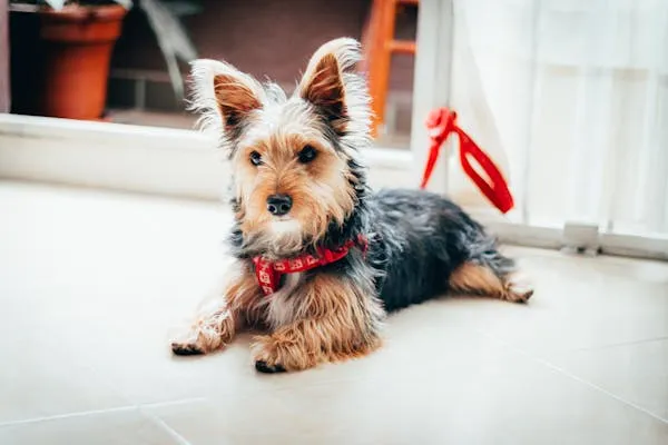 Yorkshire Terrier with Red Collar Lying on White Floor Hd