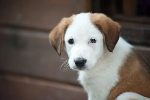 Young Brown and White Puppy Sitting Near a Wooden House