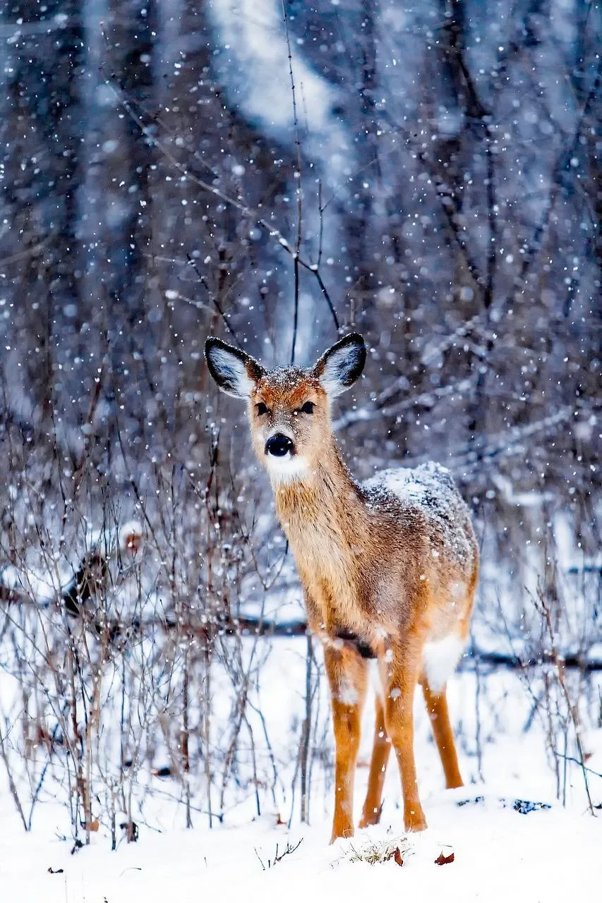 Young Deer Standing Alert in Snowy Winter Forest Wallpaper