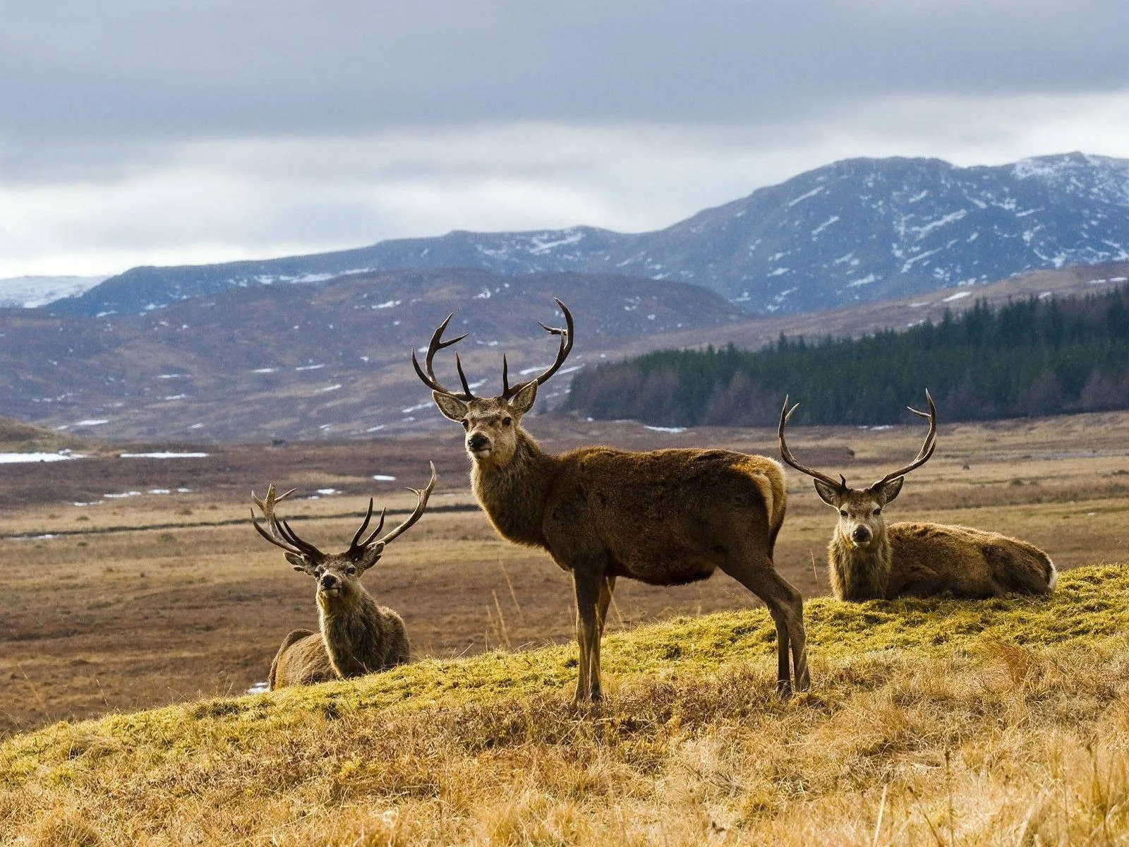 Young Deer Standing on Grassy Mountain Field Wallpaper
