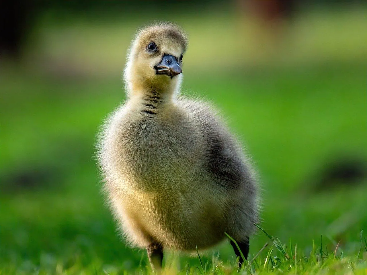 Young Duckling Walking on Grass in Bright Sunshine