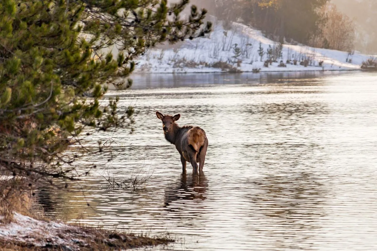Young elk standing calmly in a snowy riverside scene
