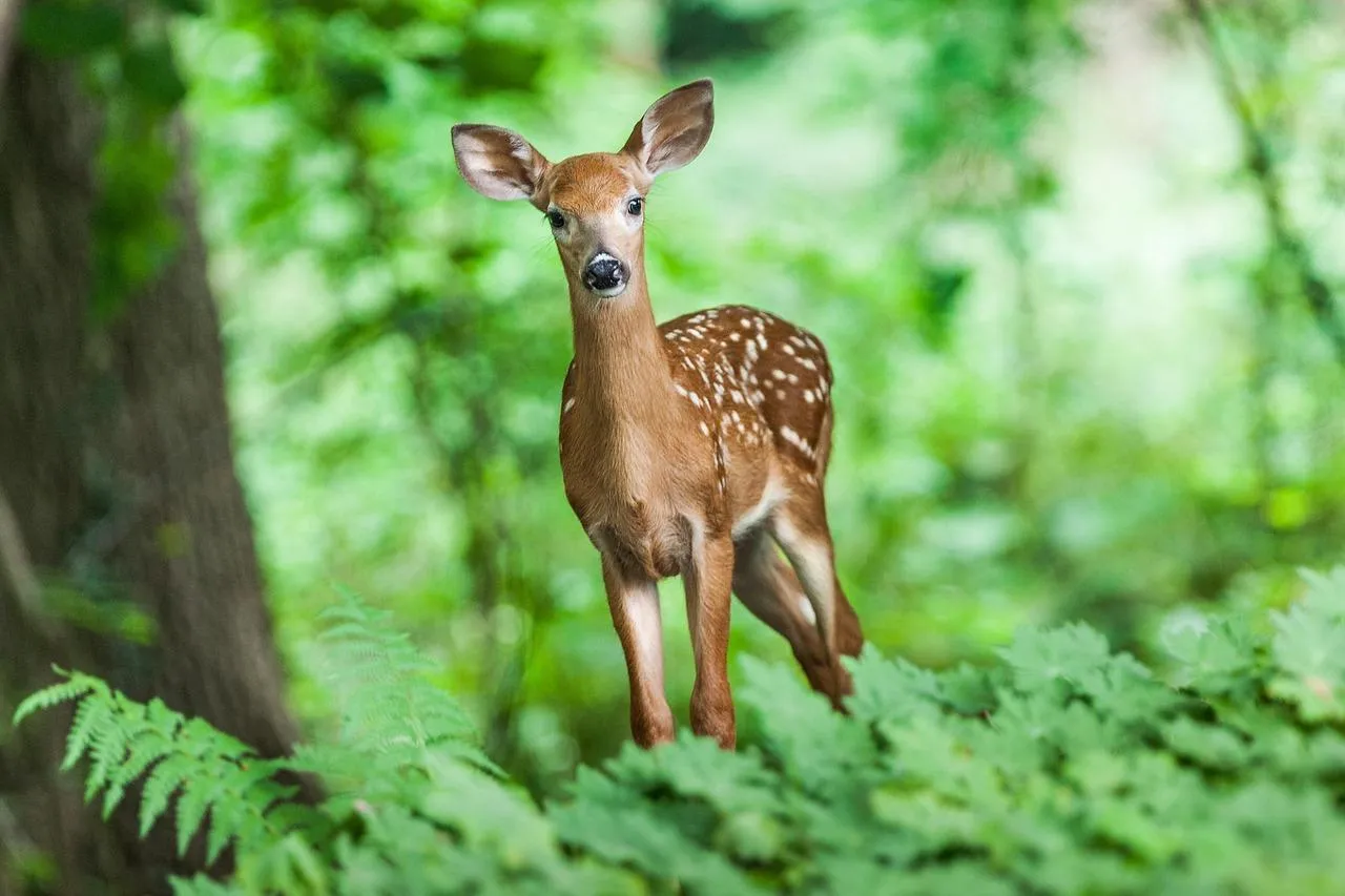 Young Fawn Standing Alert Among Green Forest Foliage