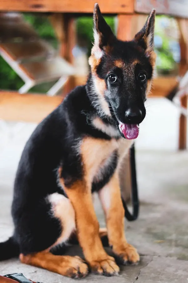 Young German Shepherd Puppy Sitting with Tongue Out Wallpaper