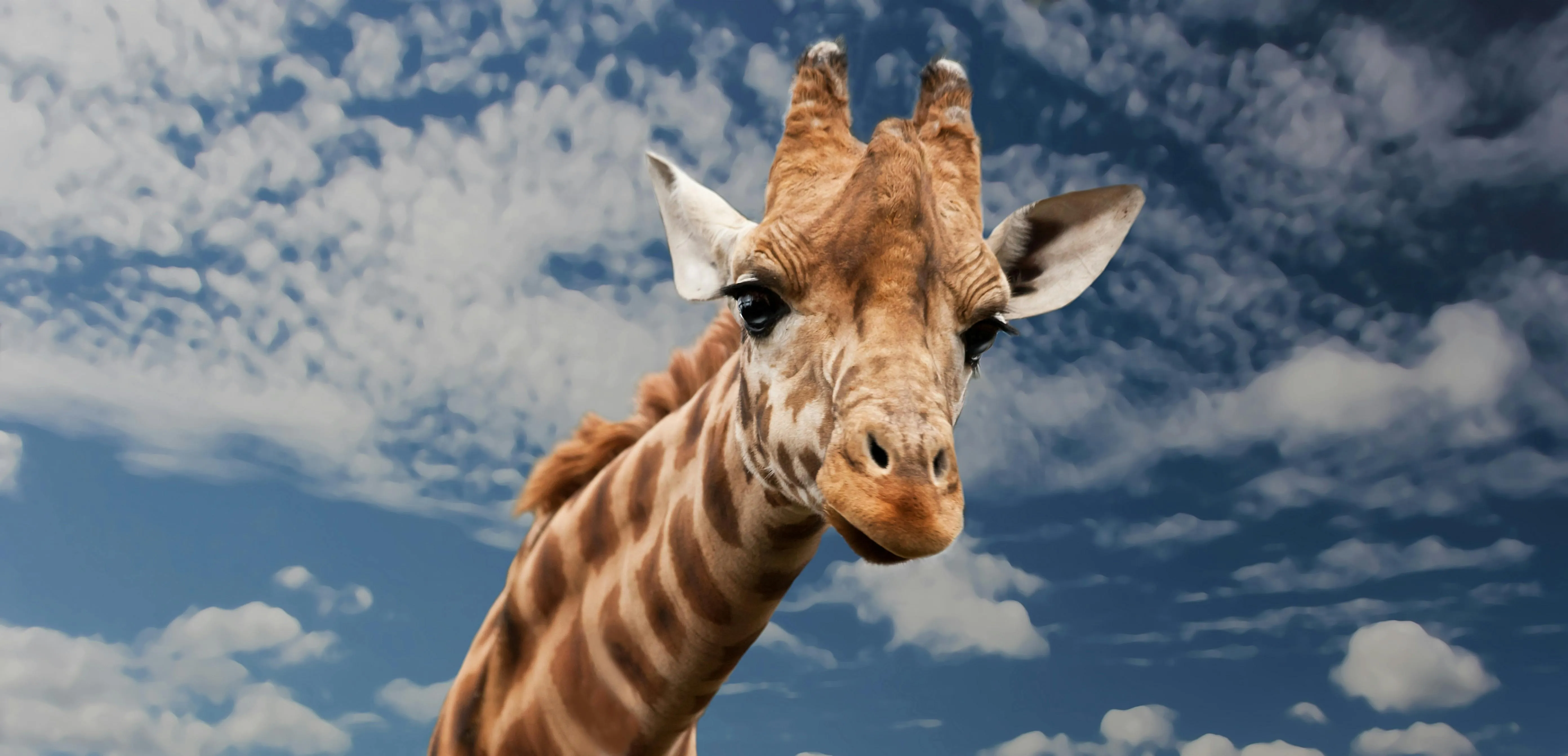 Young giraffe looking curious under a clear blue sky
