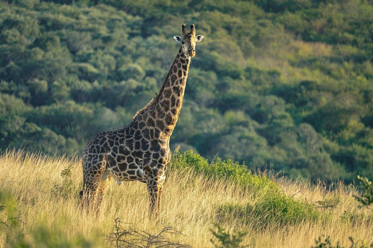 Young Giraffe Walking Gracefully in Open Grasslands