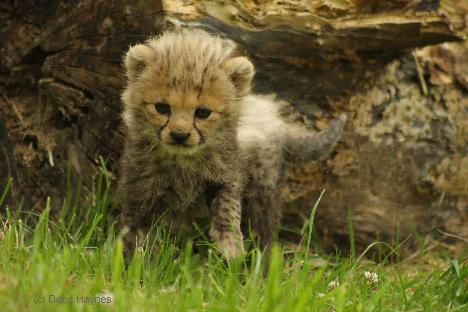 Young Hyena Standing Alert in a Grassy African Field