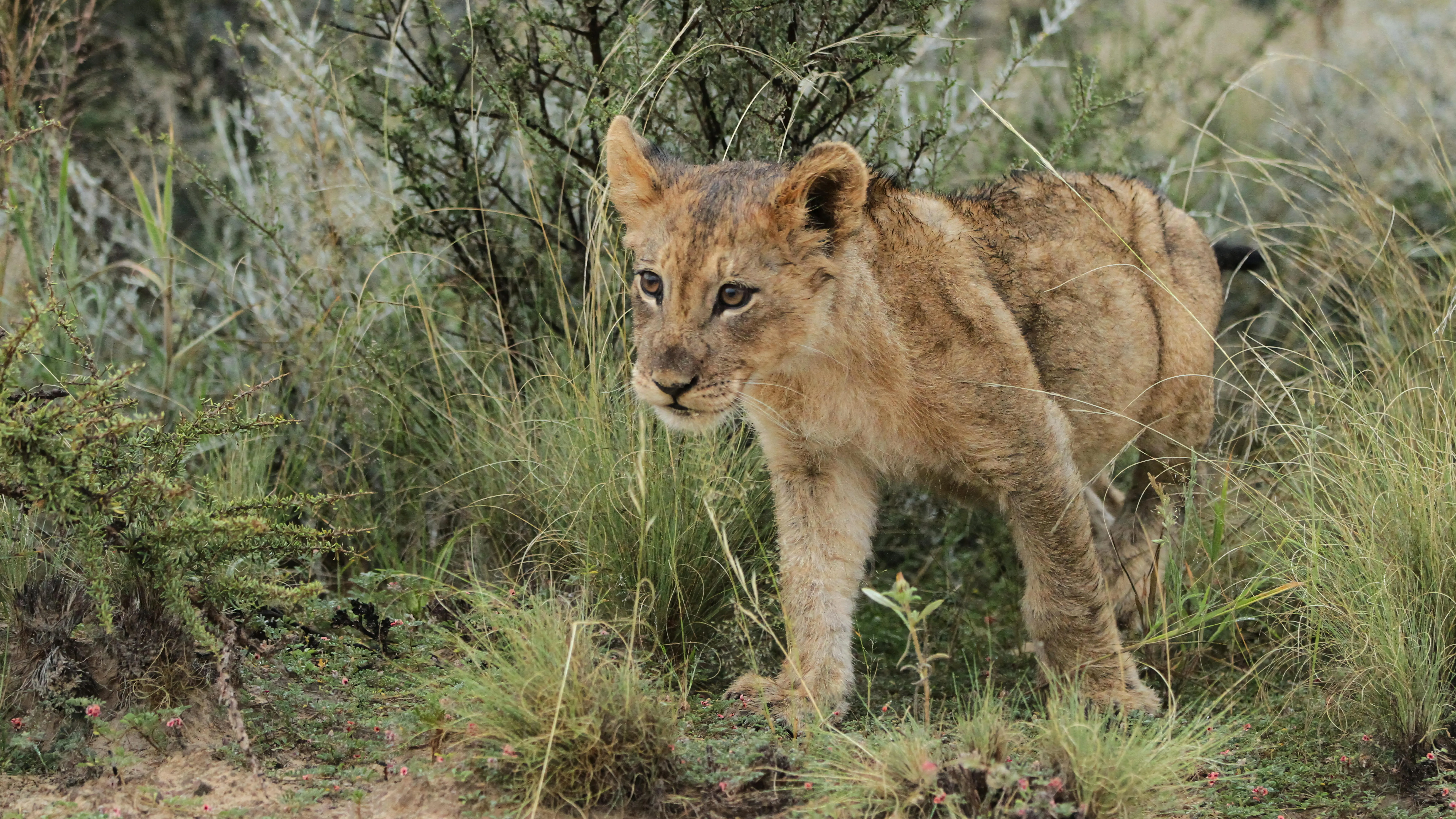 Young Lion Cub Walking on Rocky Ground with Focused Eyes