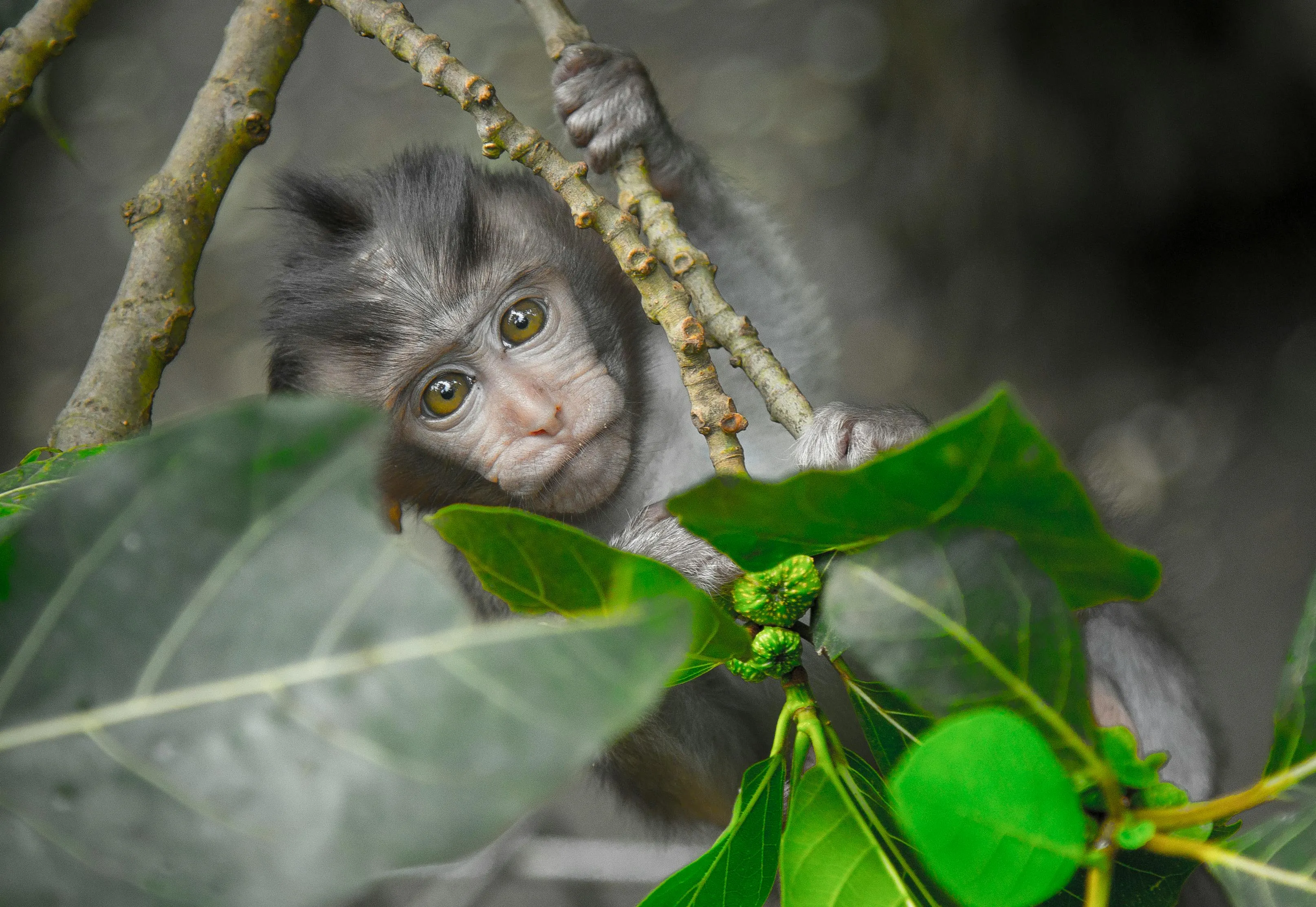 Young Monkey peeking through dense green forest leaves