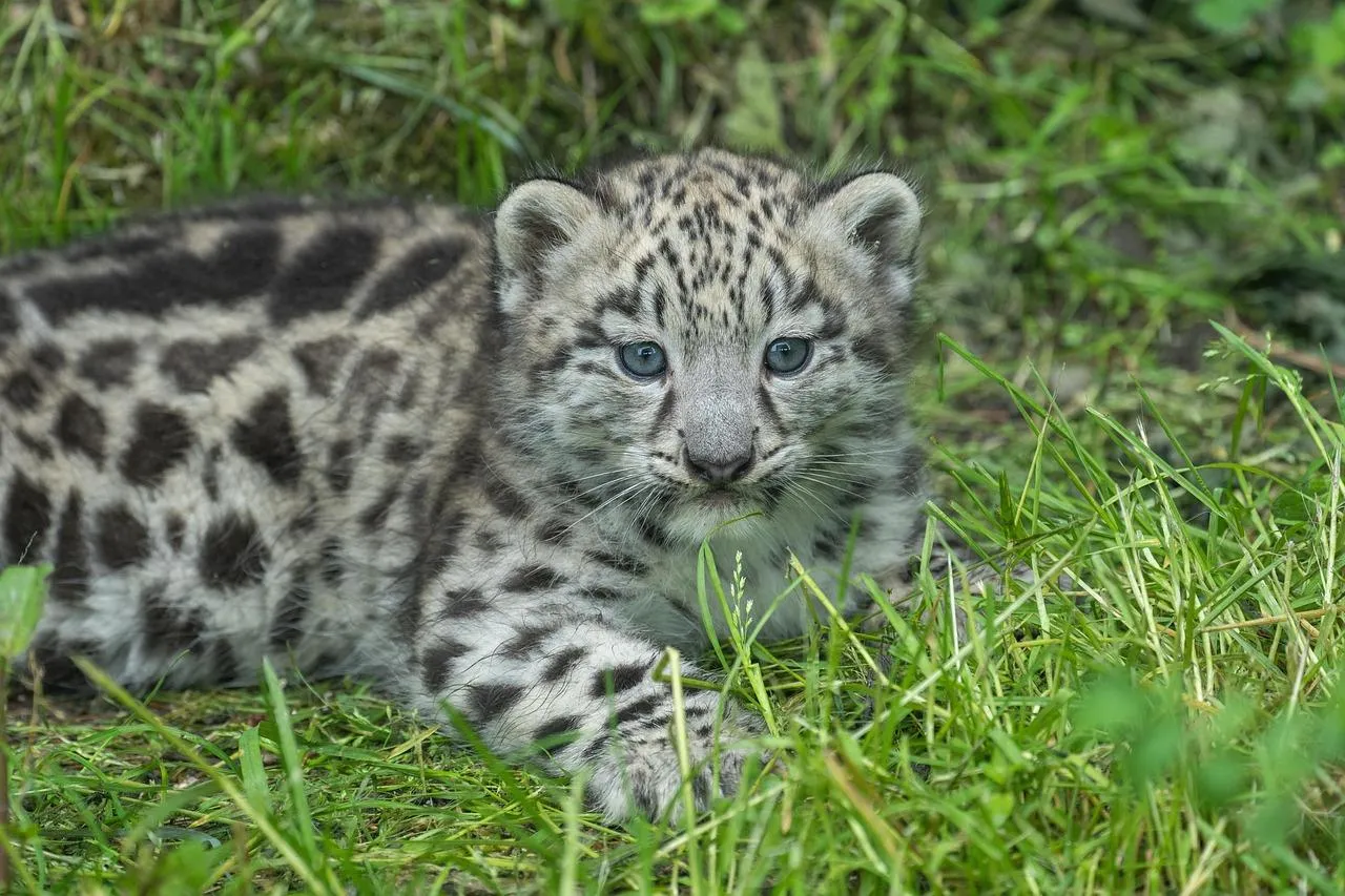 Young Snow Leopard Resting in Tall Green Grass Wallpaper