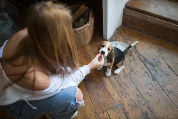Young Woman Feeding a Beagle Puppy on Wooden Floor Wallpaper