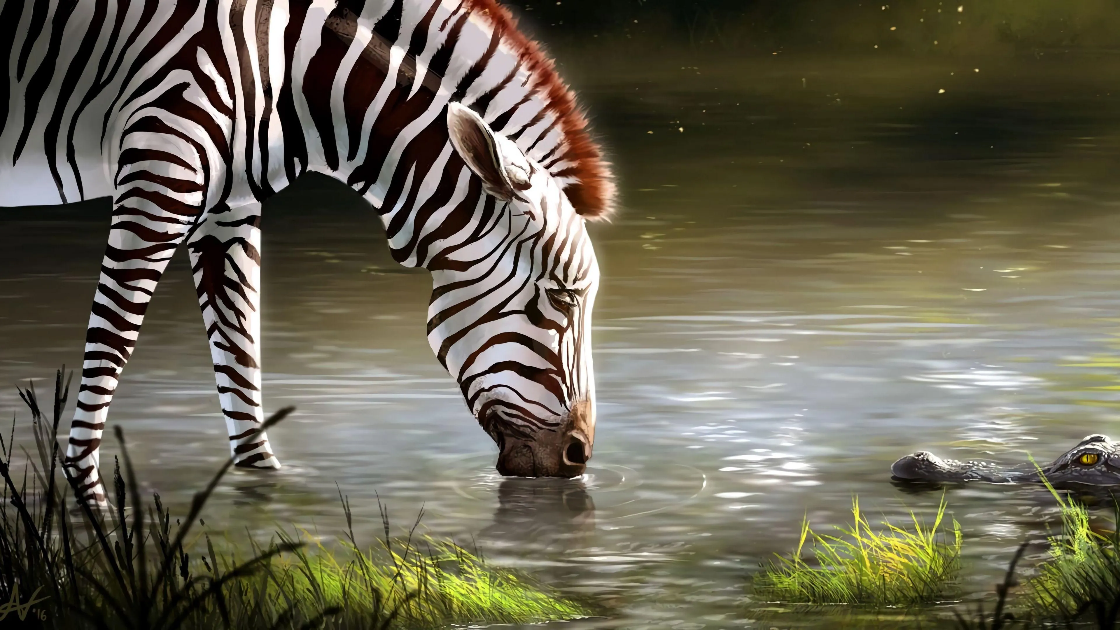Zebra Drinking Water at the Edge of a Natural Pond