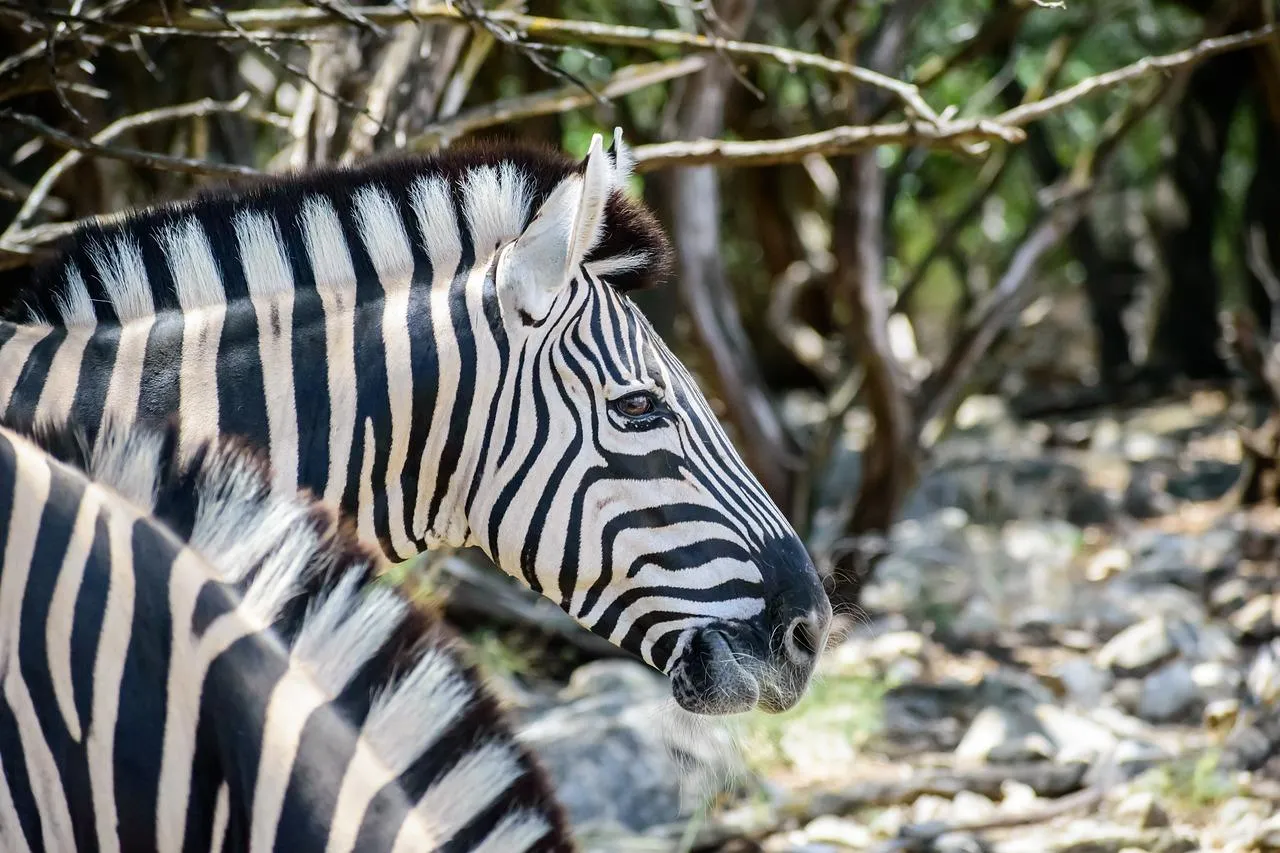 Zebra Grazing Peacefully on the Green Field Wallpaper