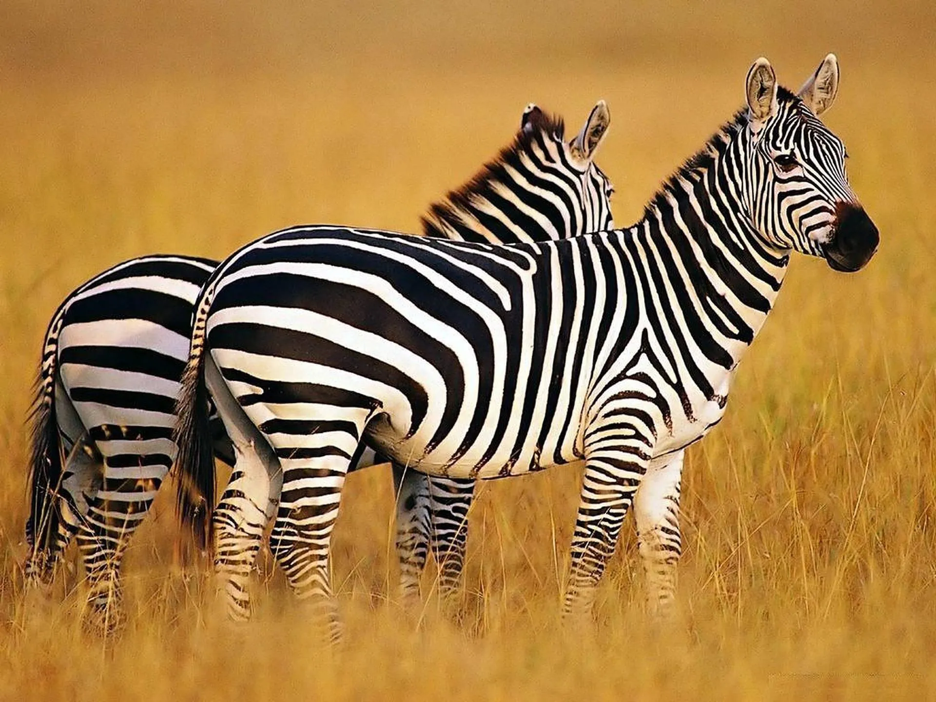 Zebra Standing Calmly on Grassland Plains Wallpaper