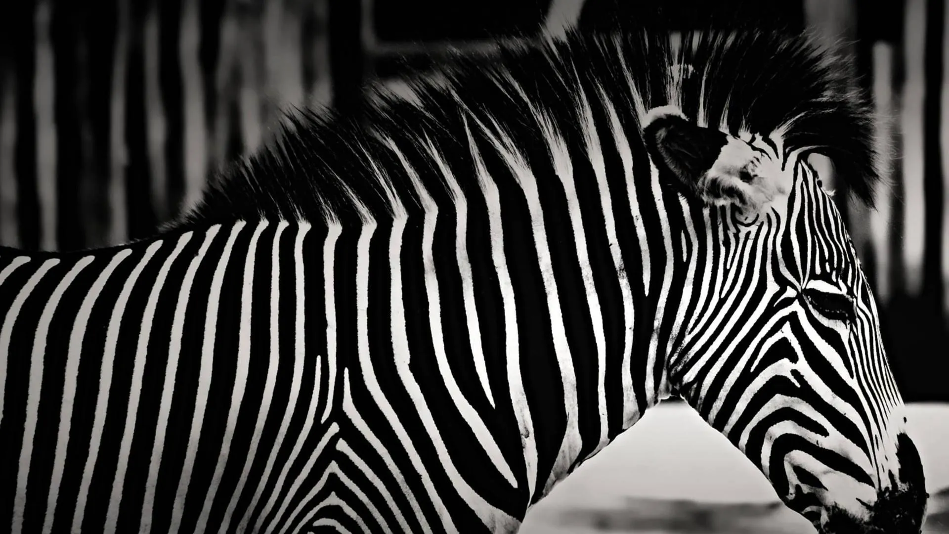 Zebra standing near another in natural habitat Wallpaper
