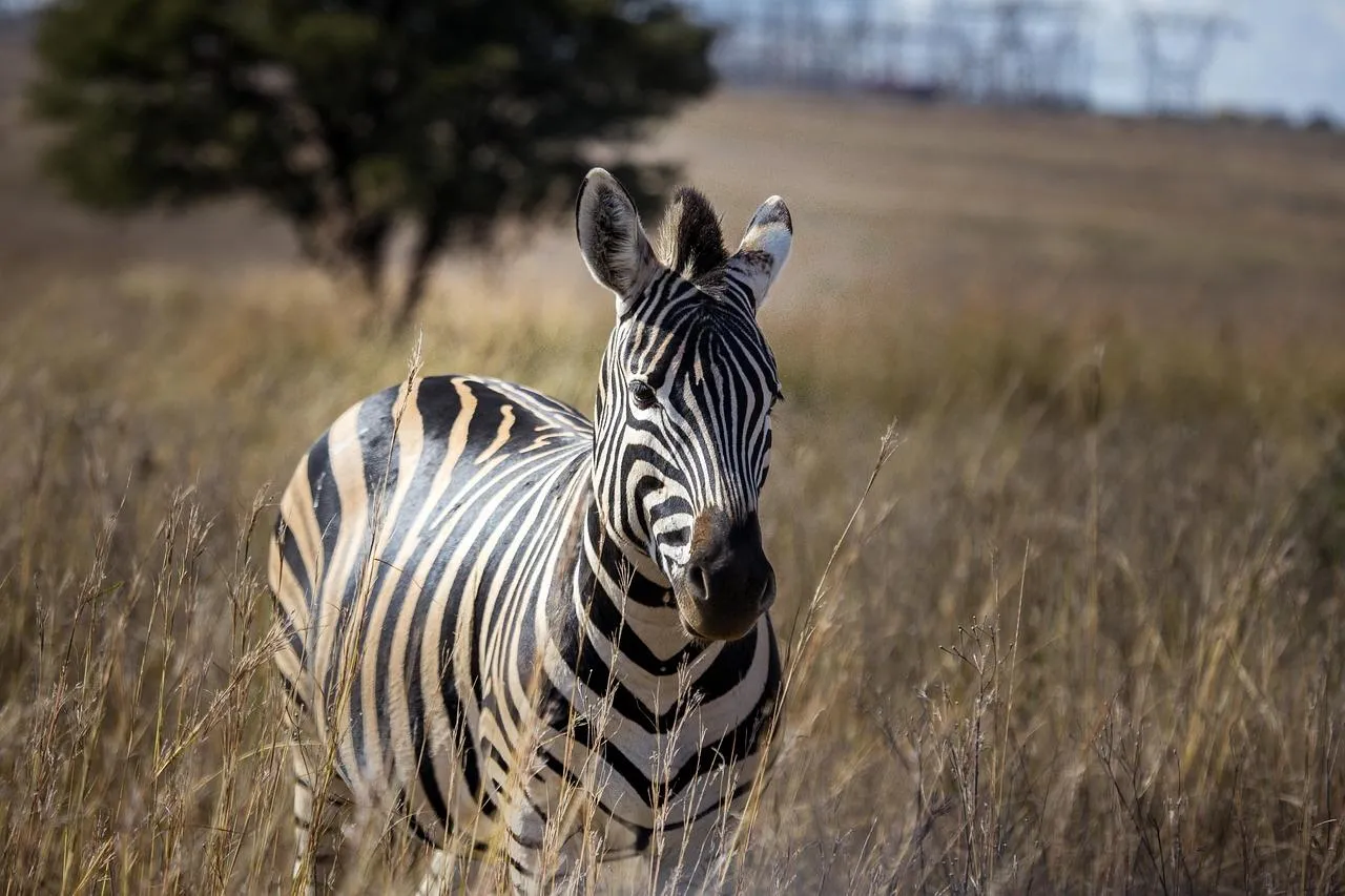 Zebra Standing Still in Dry Grass African Savannah