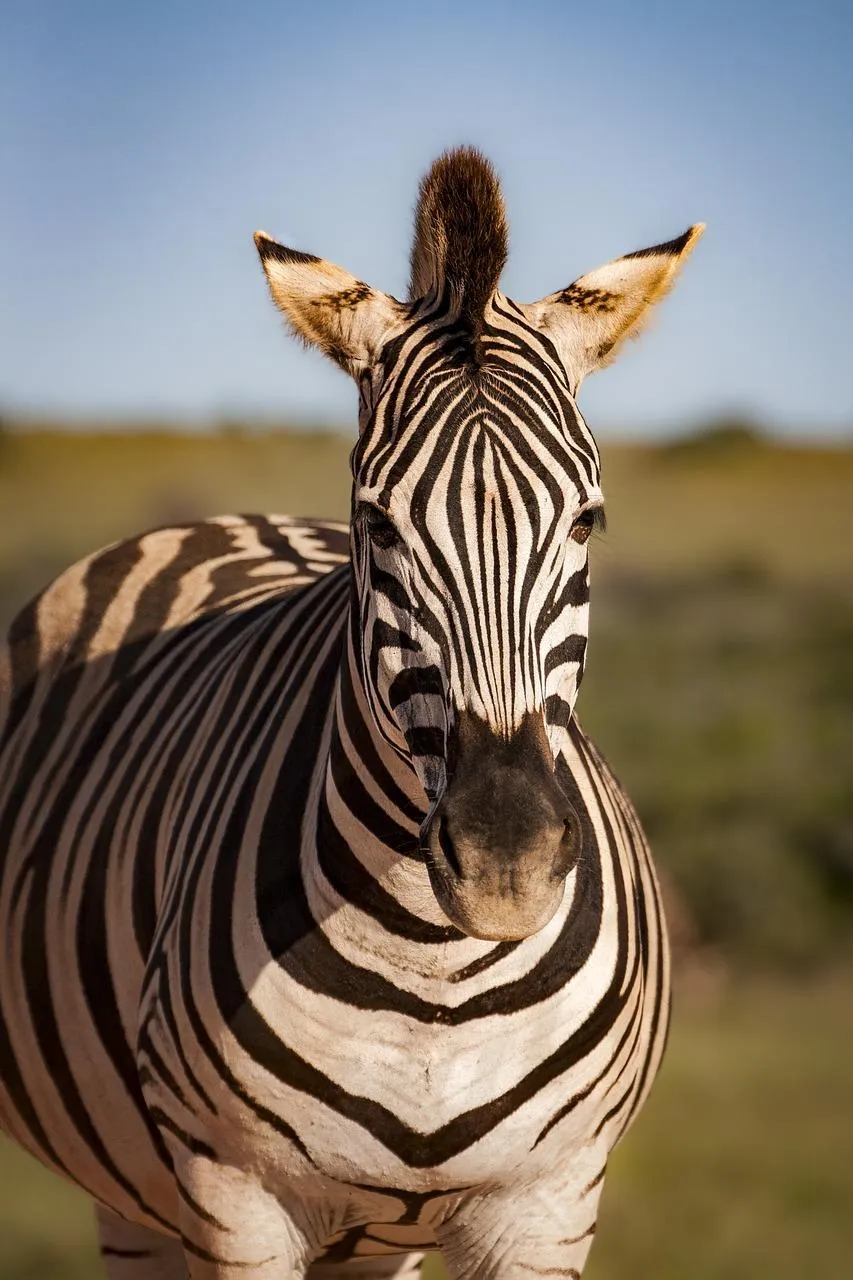 Zebra staring directly into the camera free Wallpaper