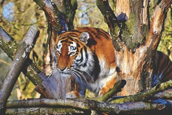 A Big Size Tiger On The Tree Wildlife Photography Wallpaper