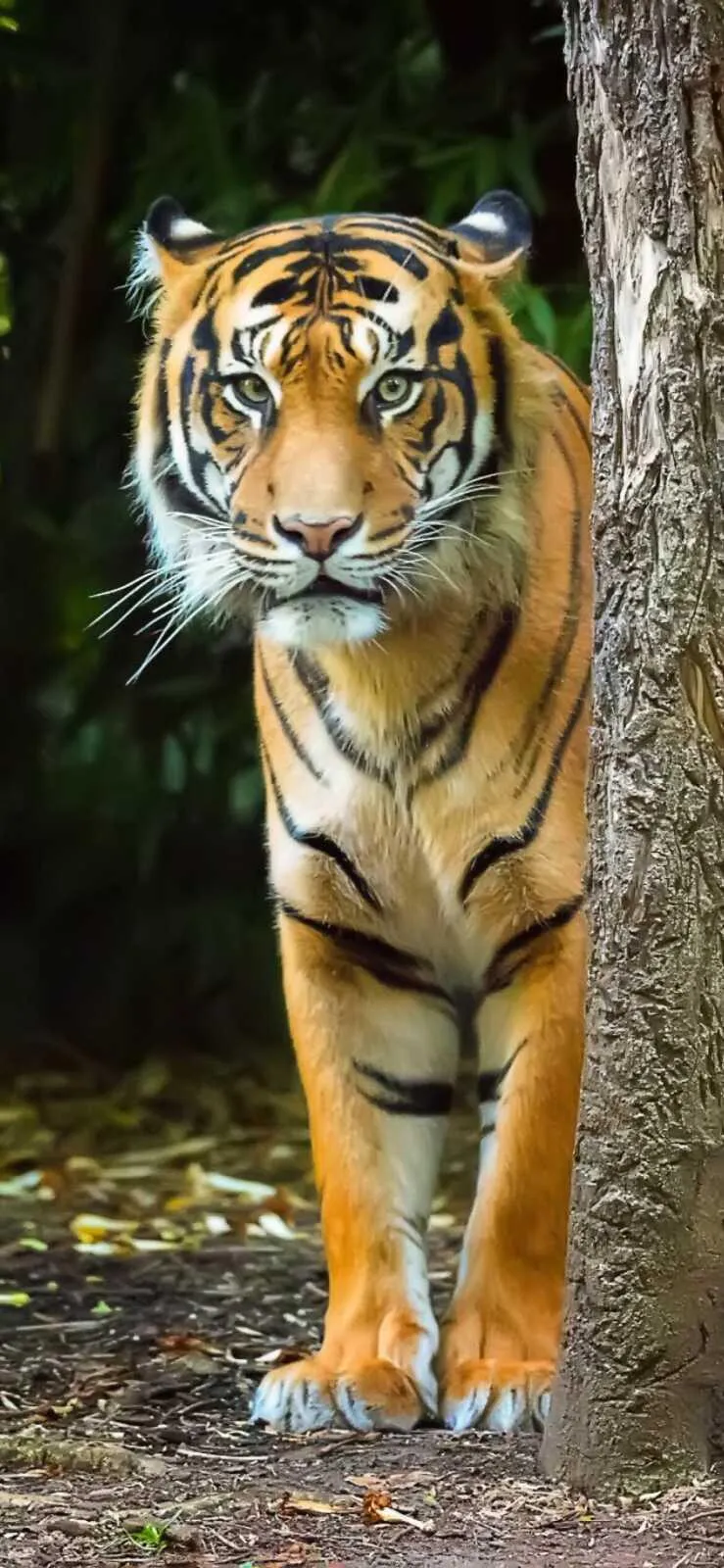 A Big Size Tiger Watches Its Target Behind The Tree Hd Image