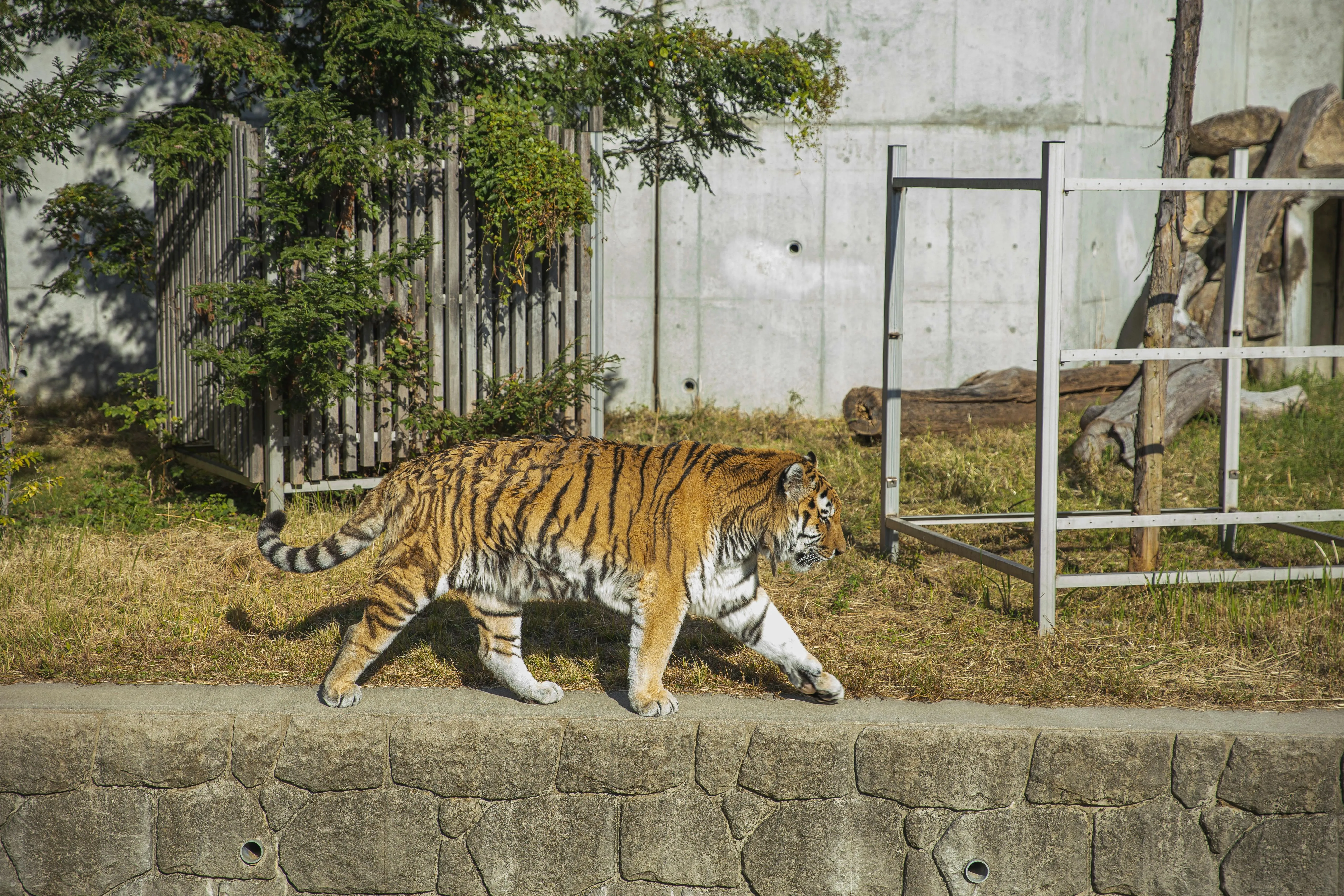 A Big-Sized Tiger Walking On The Wall 4K Wallpaper