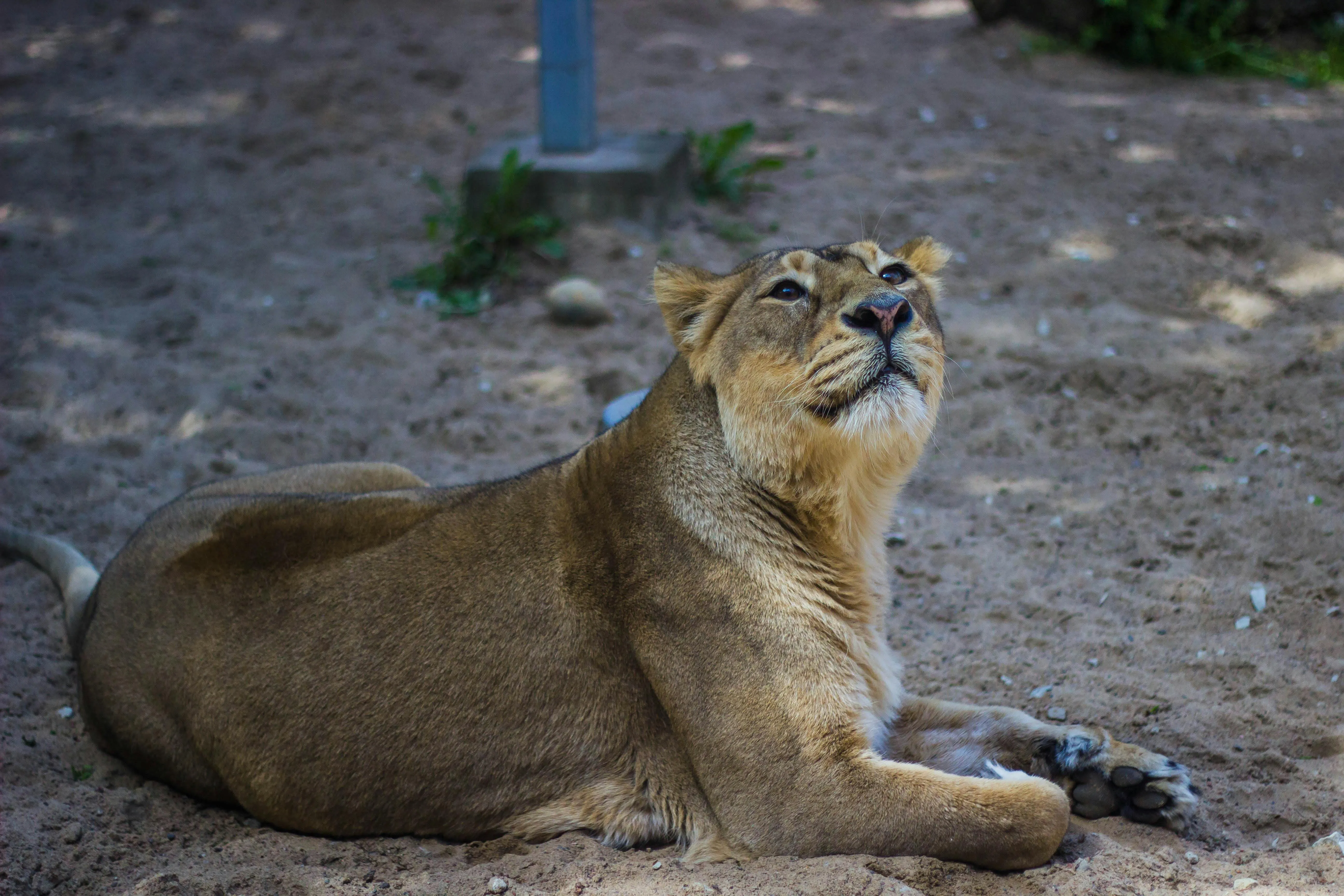A Lioness Lying on the Sandy Ground Looking Up Free Image