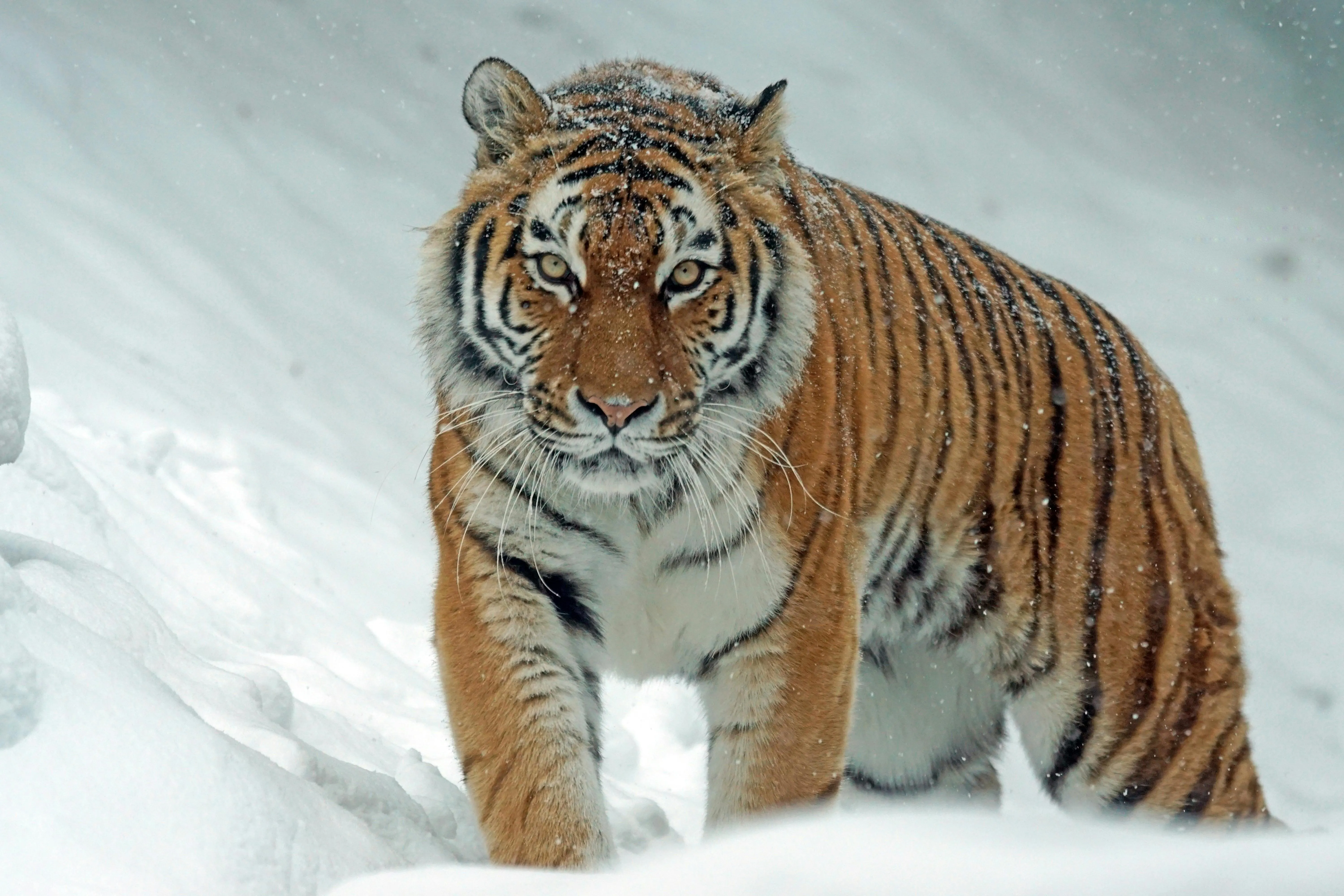 A Royal Tiger In Snow Jungle Vibes Hd Wallpaper In Wild