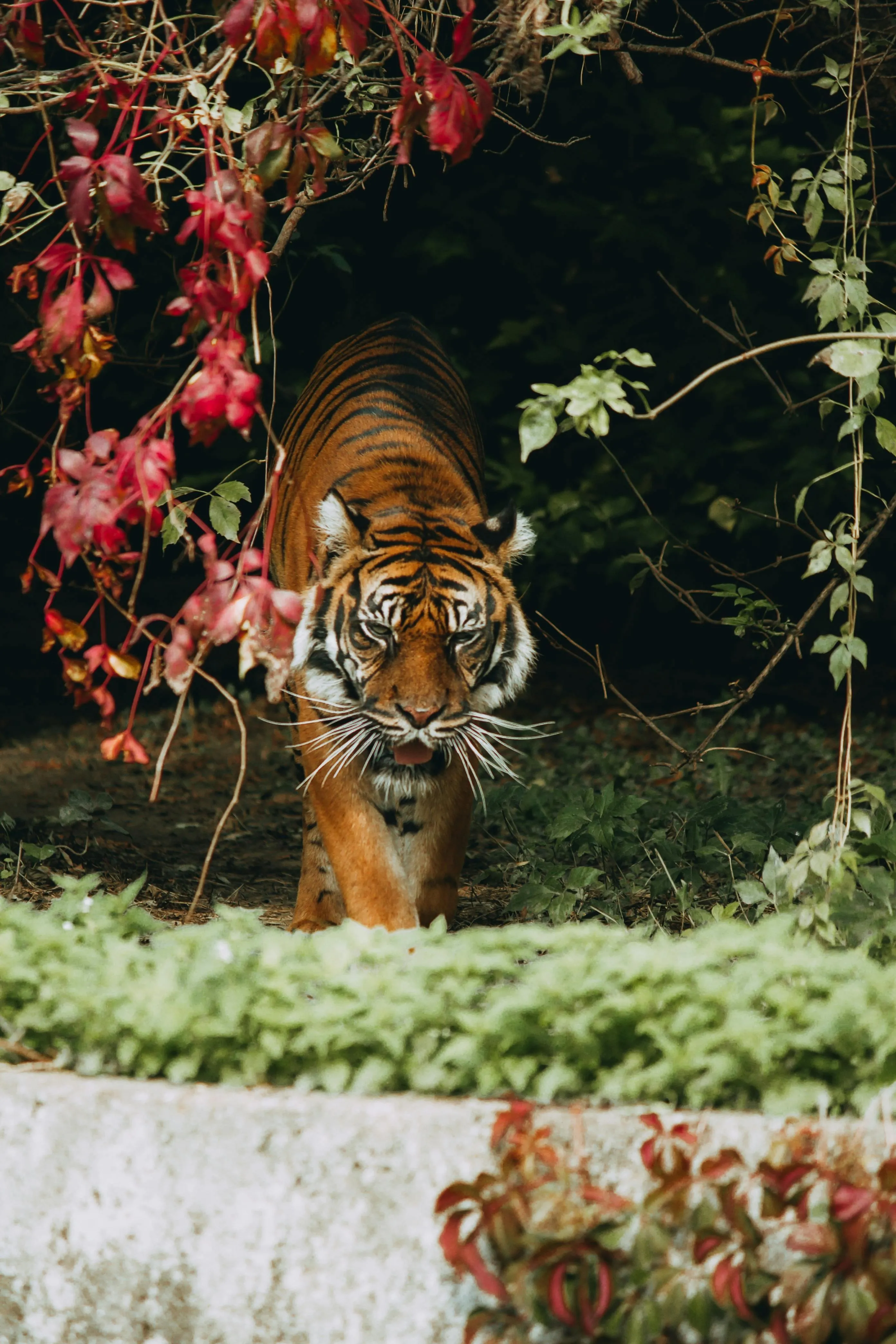 A Tiger Is Hiding In The Forest To Attack The Animals Image