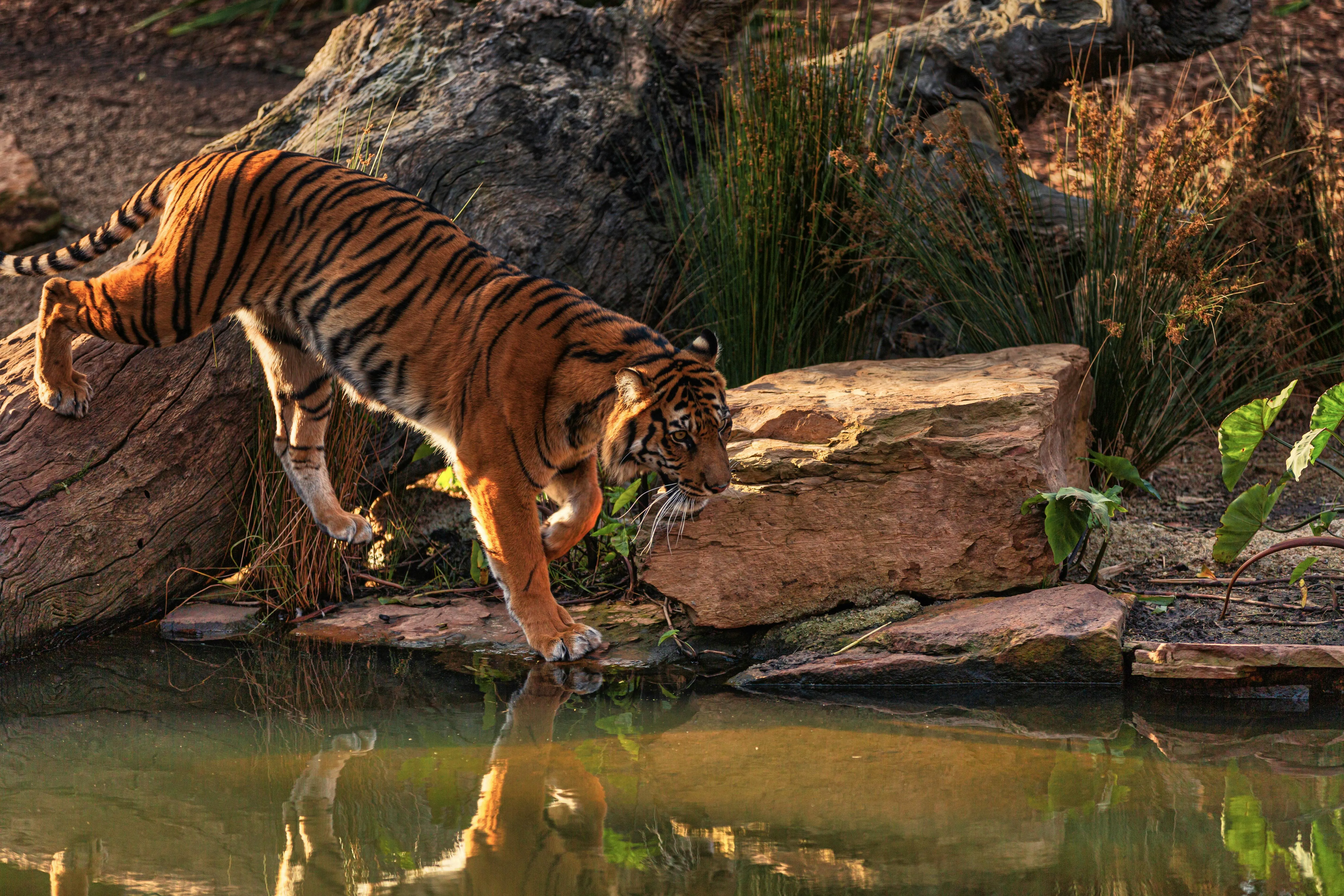 A Tiger Jumping Into The Water To Drink Water Wallpaper Free