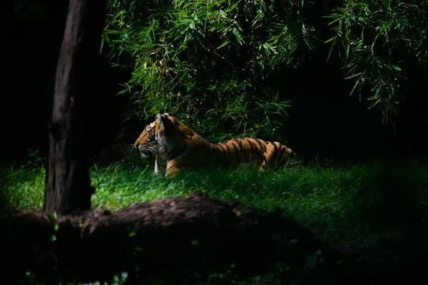 A Tiger Resting In The Shadow Jungle Wildlife Wallpapers