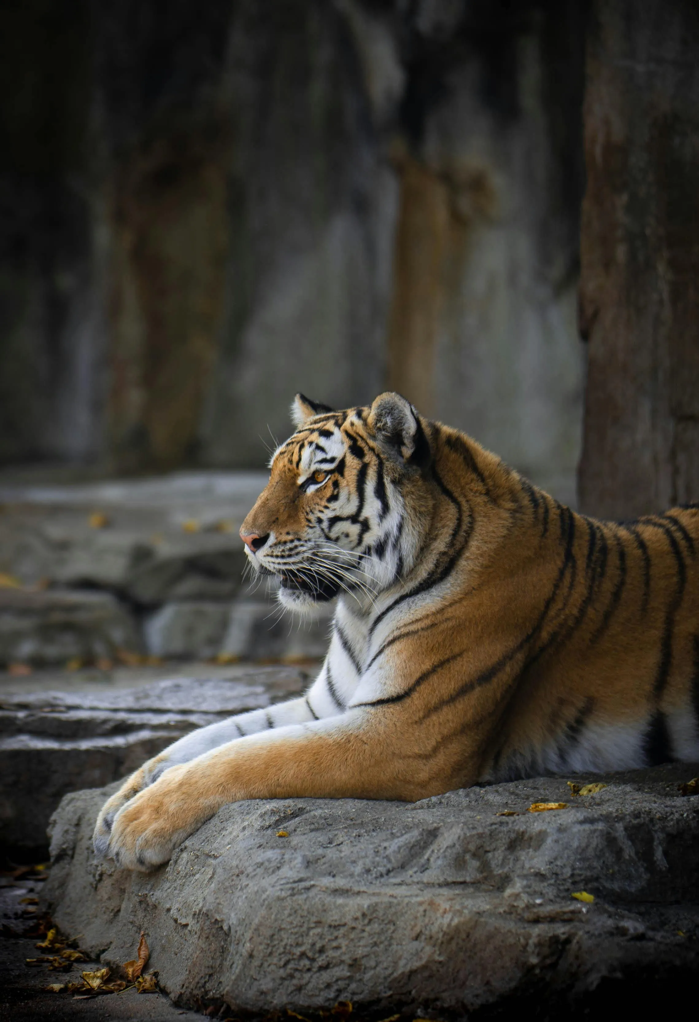 A Tiger Sitting On A Rock And Relaxing Stunning Wallpaper