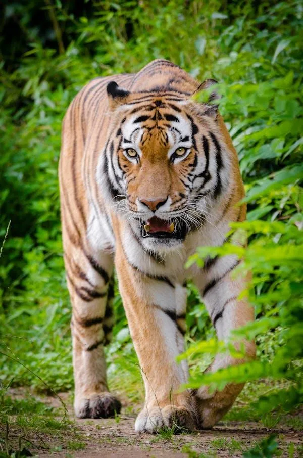 A Wild Tiger Roars To Show Its Power To Wild Animals Image