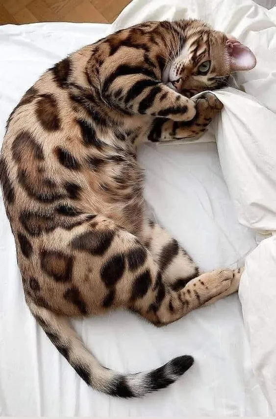 Adorable Leopard Cub Curled Up Peacefully on White Bed