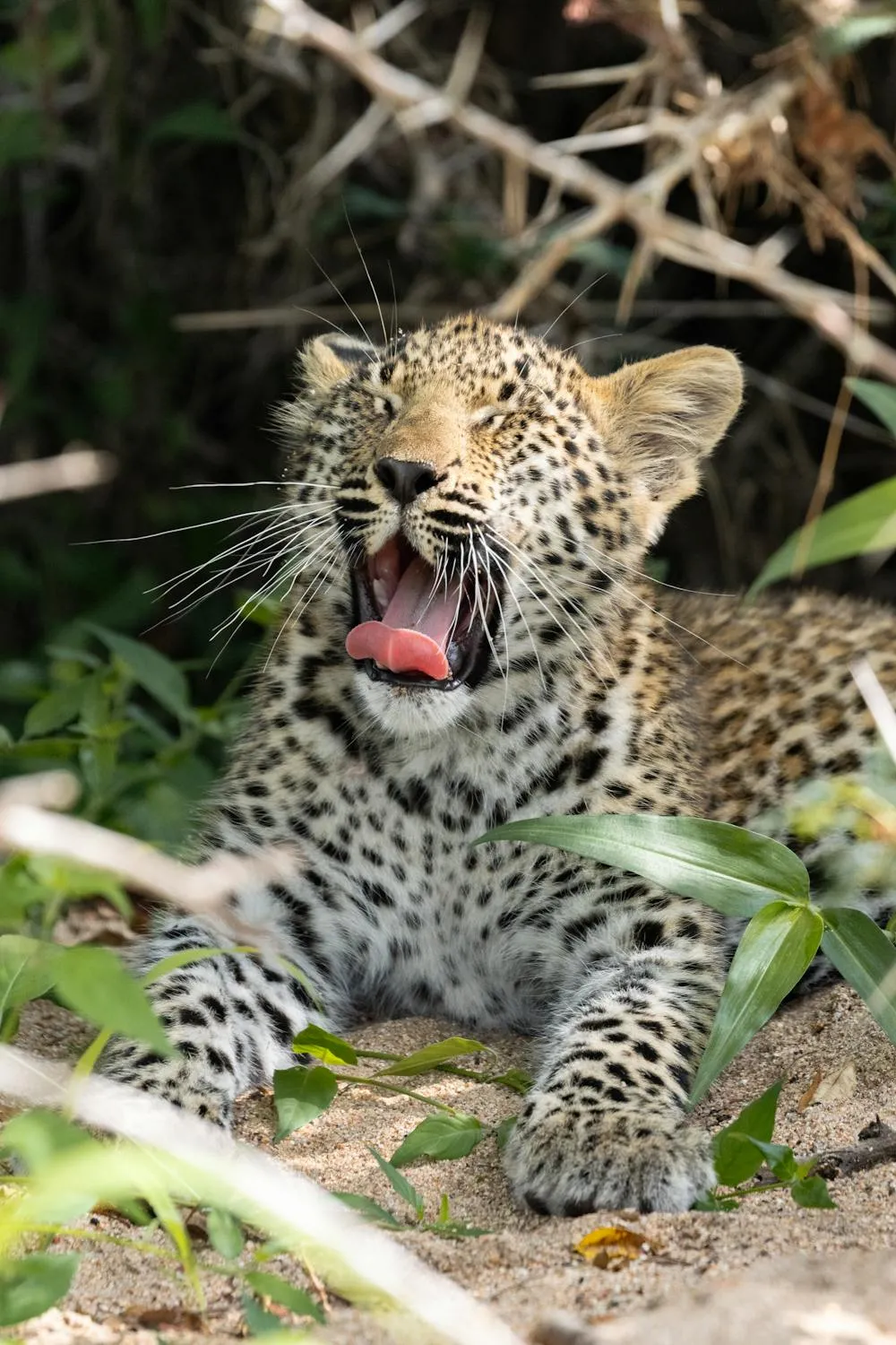 Adorable Leopard Cub Yawning on Dry Grassy Ground Wallpaper