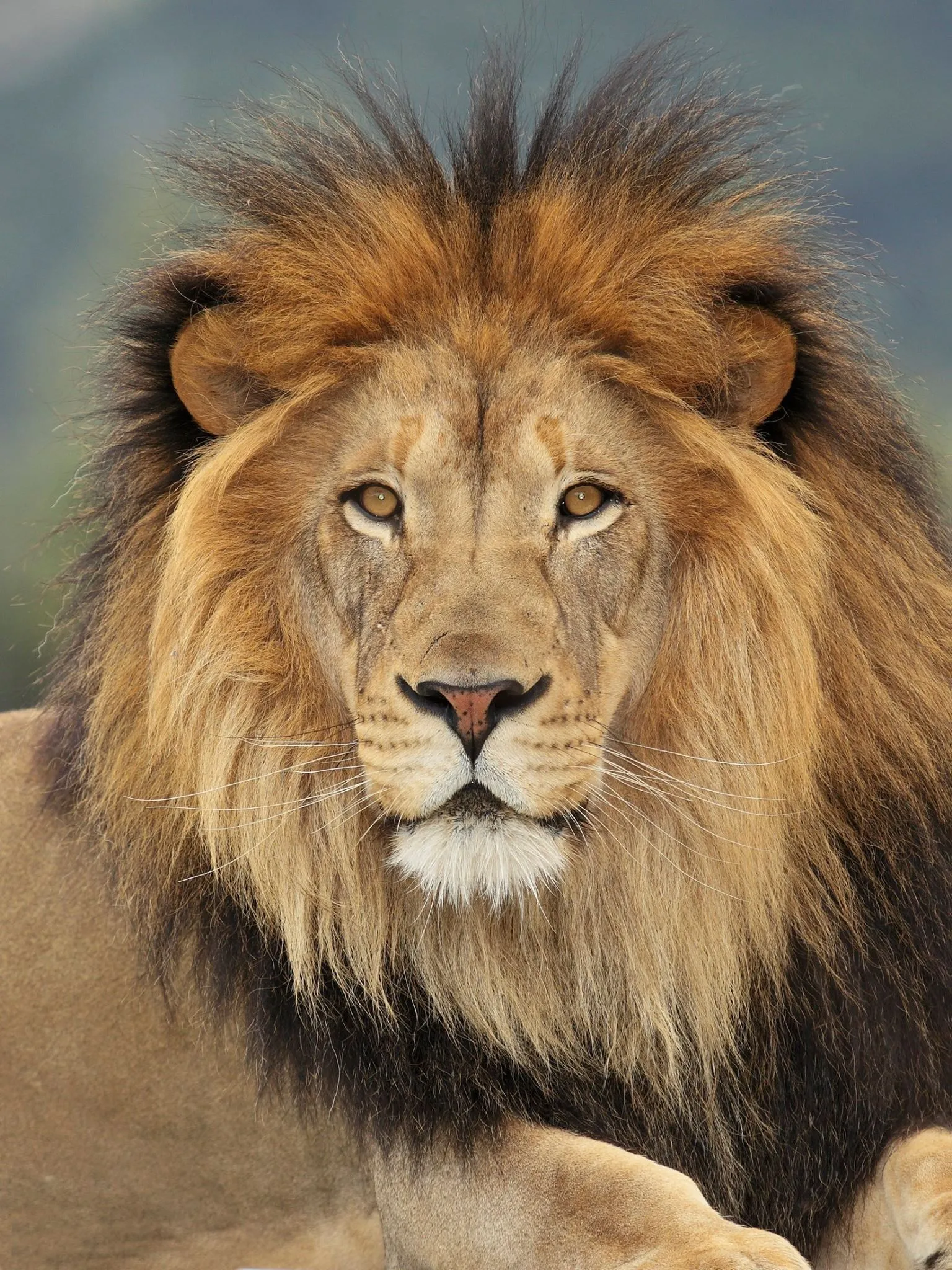 African Big Lion with Creepy Face Free Wildlife Wallpaper