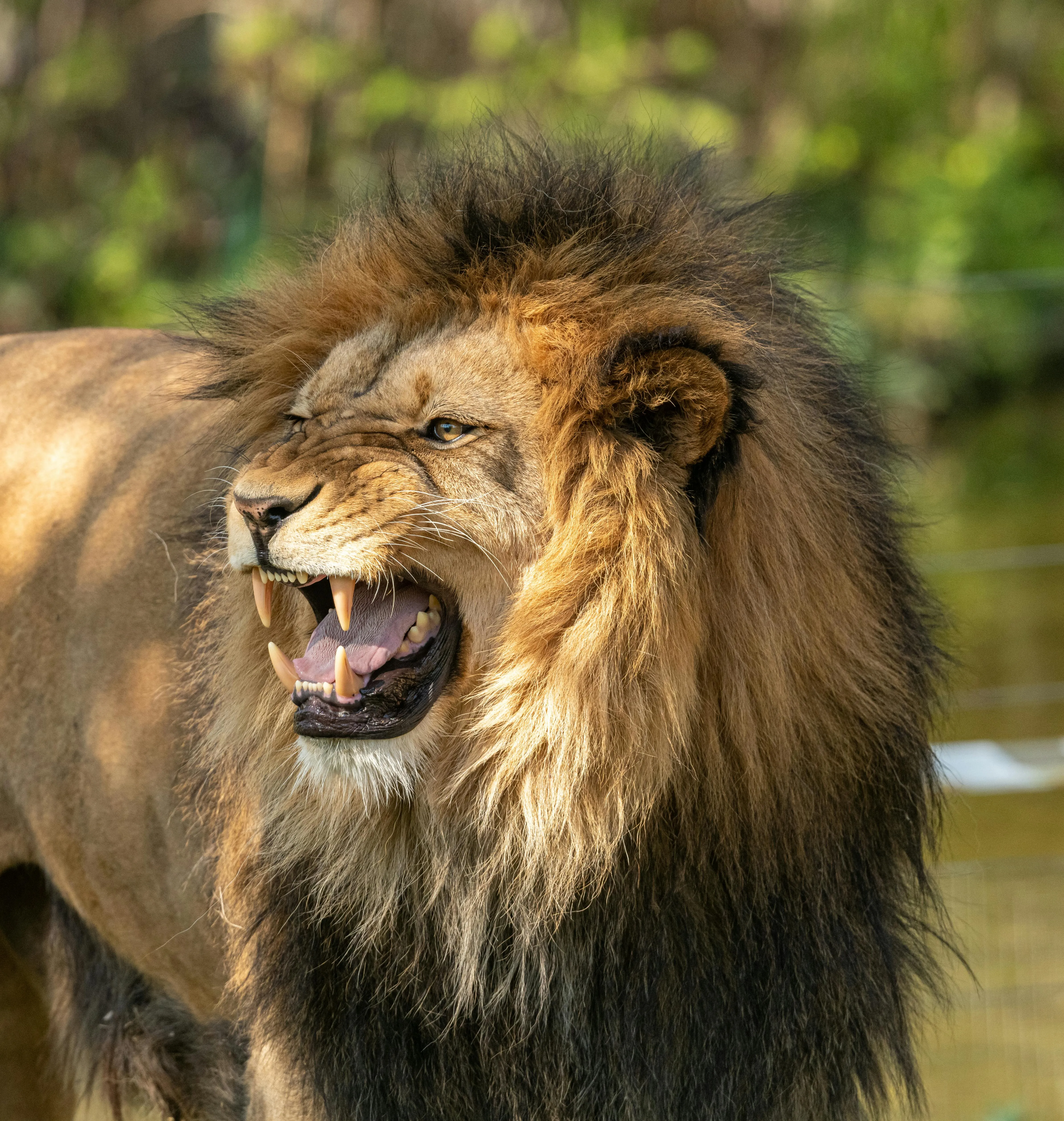 African Lion with Angry and Scary Face Wildlife Wallpaper